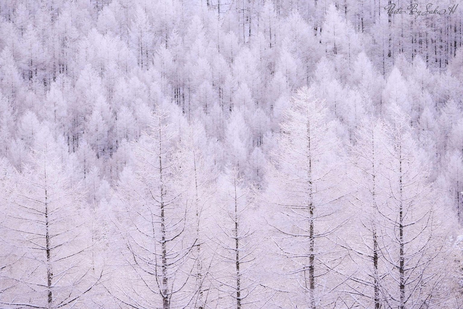 Árboles cubiertos de escarcha en un paisaje invernal sereno