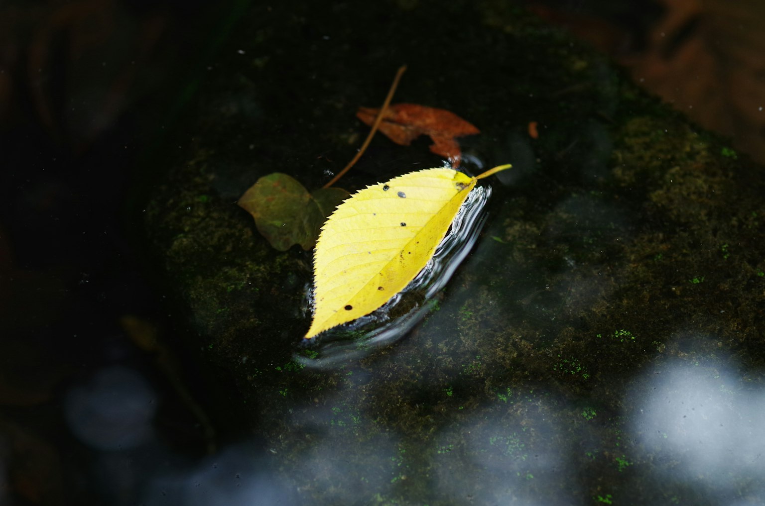 水面上漂浮的黄色叶子和周围的自然