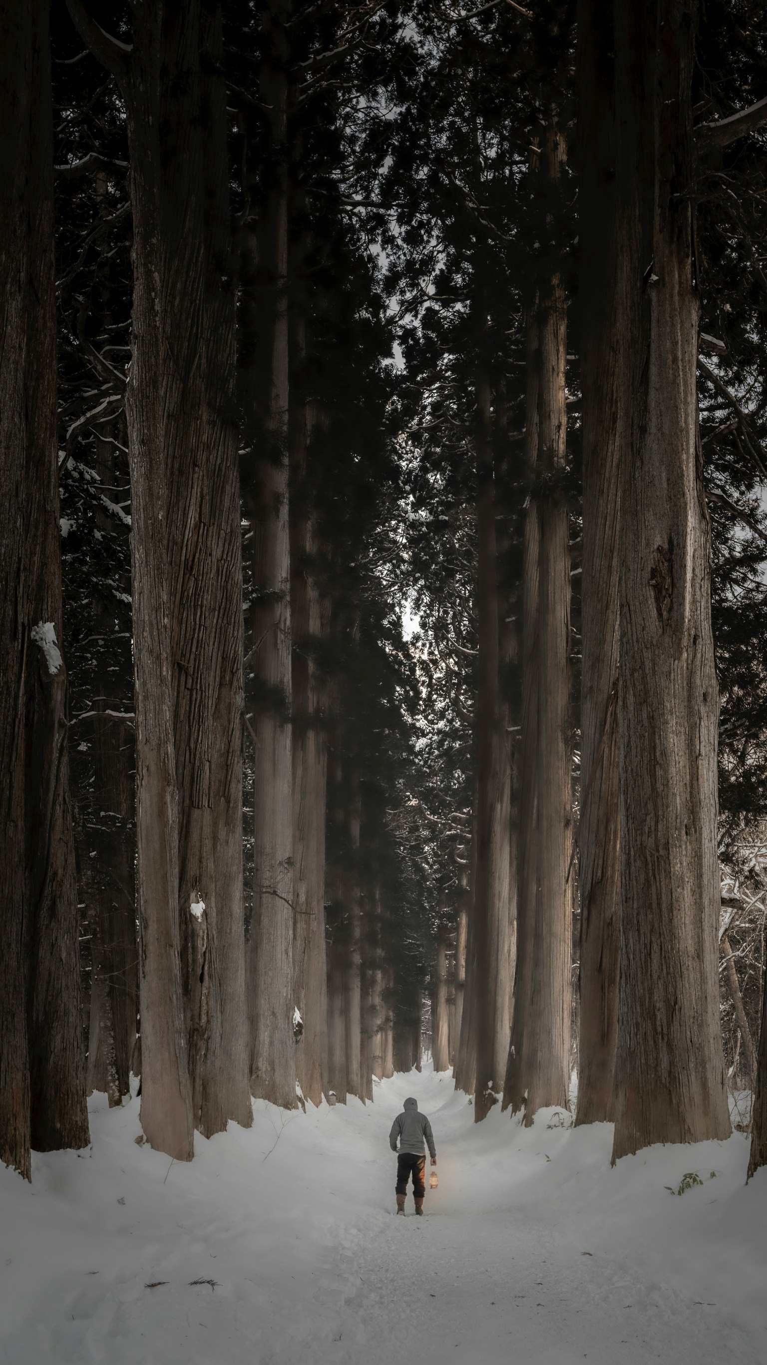 A person walking through a snow-covered forest