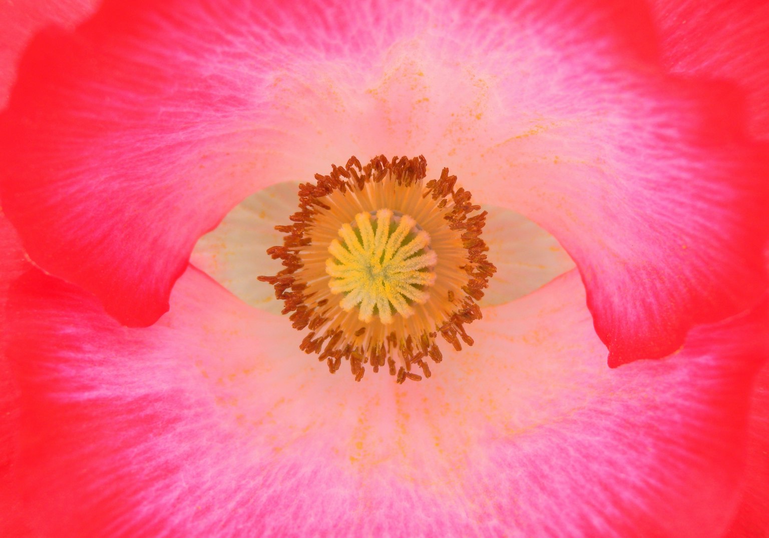 Pétales de fleur rose vif entourant un étamine jaune au centre