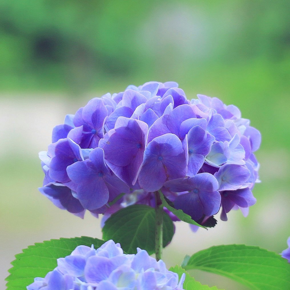 ภาพระยะใกล้ดอกไฮเดรนเยียสีน้ำเงิน-ม่วง