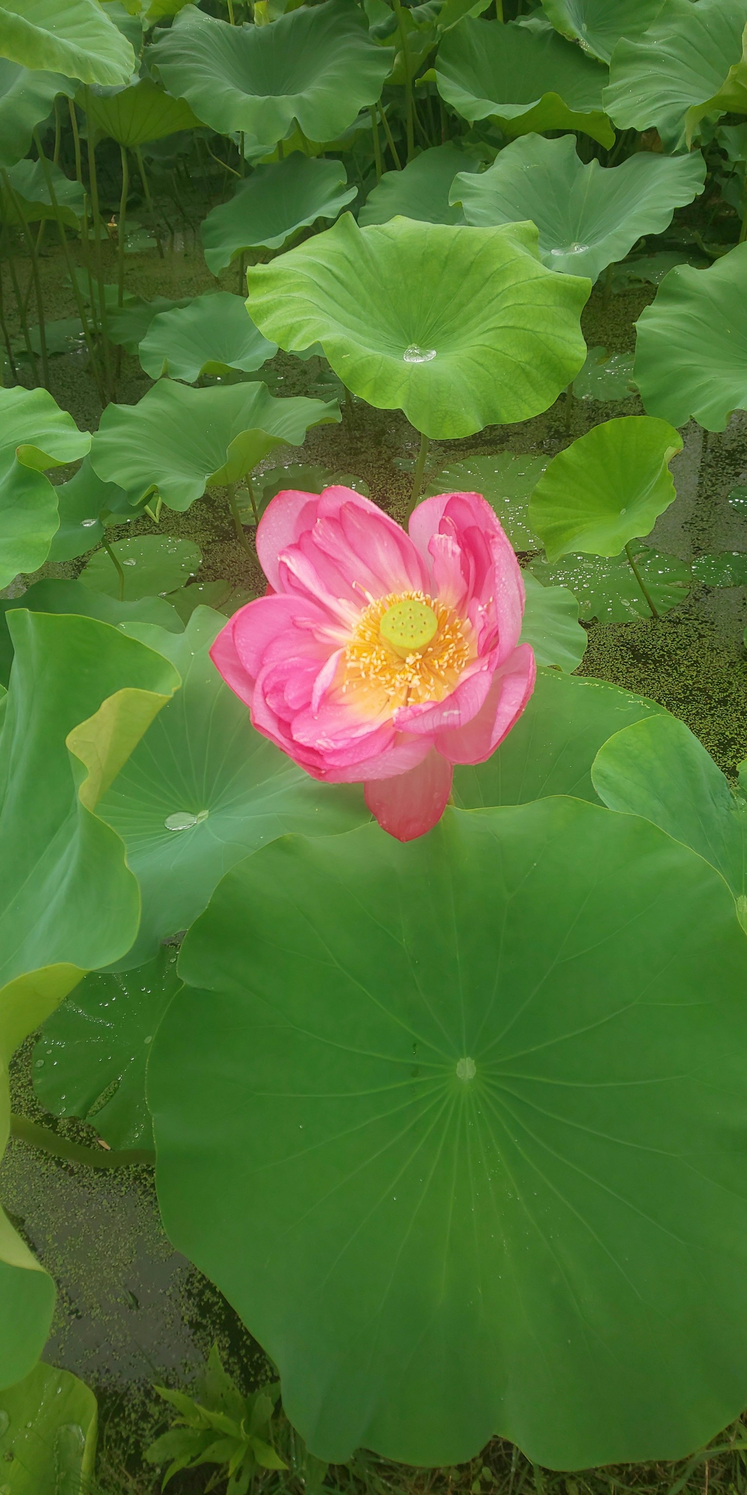 Fiore di loto rosa che sboccia su foglie verdi con un centro giallo