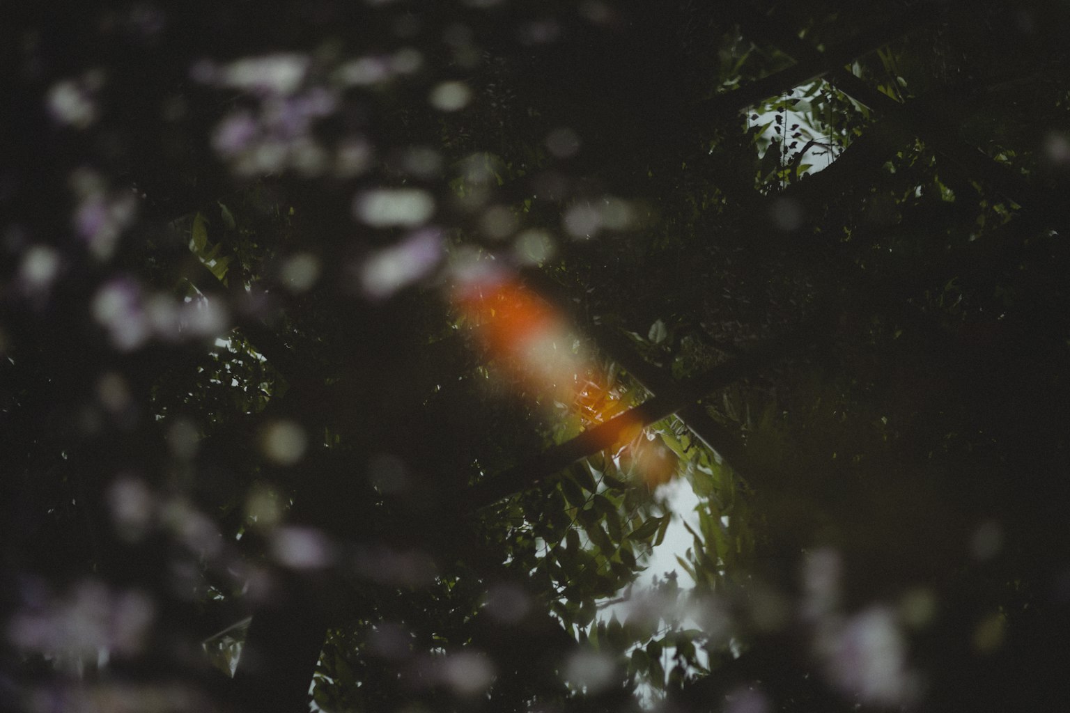 A serene pond scene with a koi fish and petals reflected on the water surface