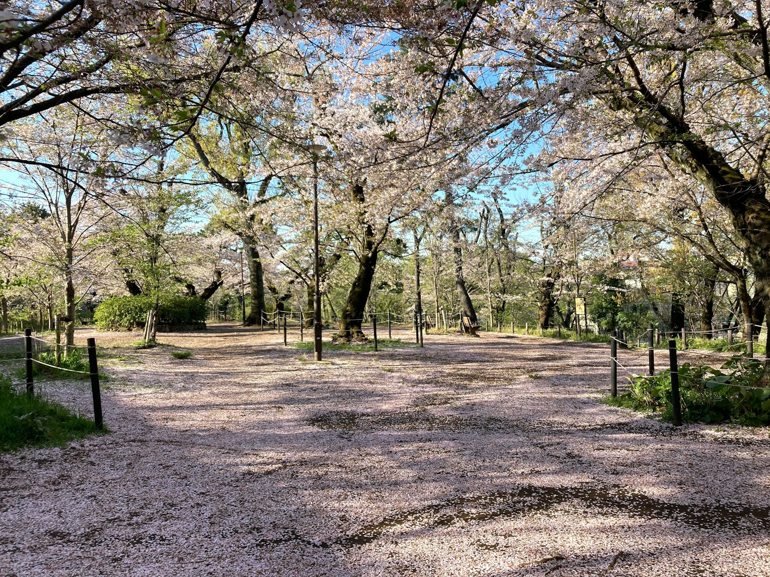 Parkszene mit blühenden Kirschbäumen