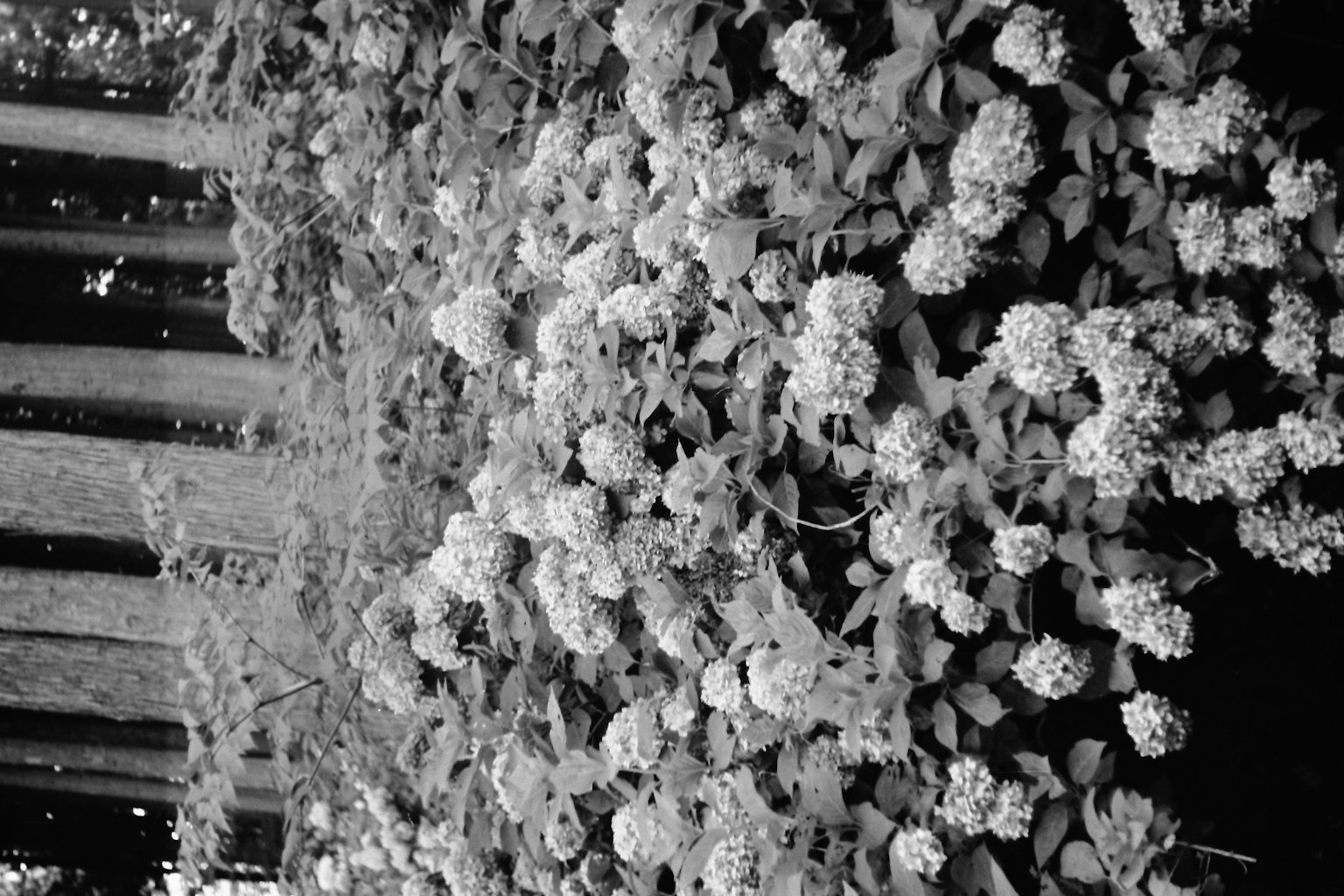 Pared densa de flores y hojas en blanco y negro
