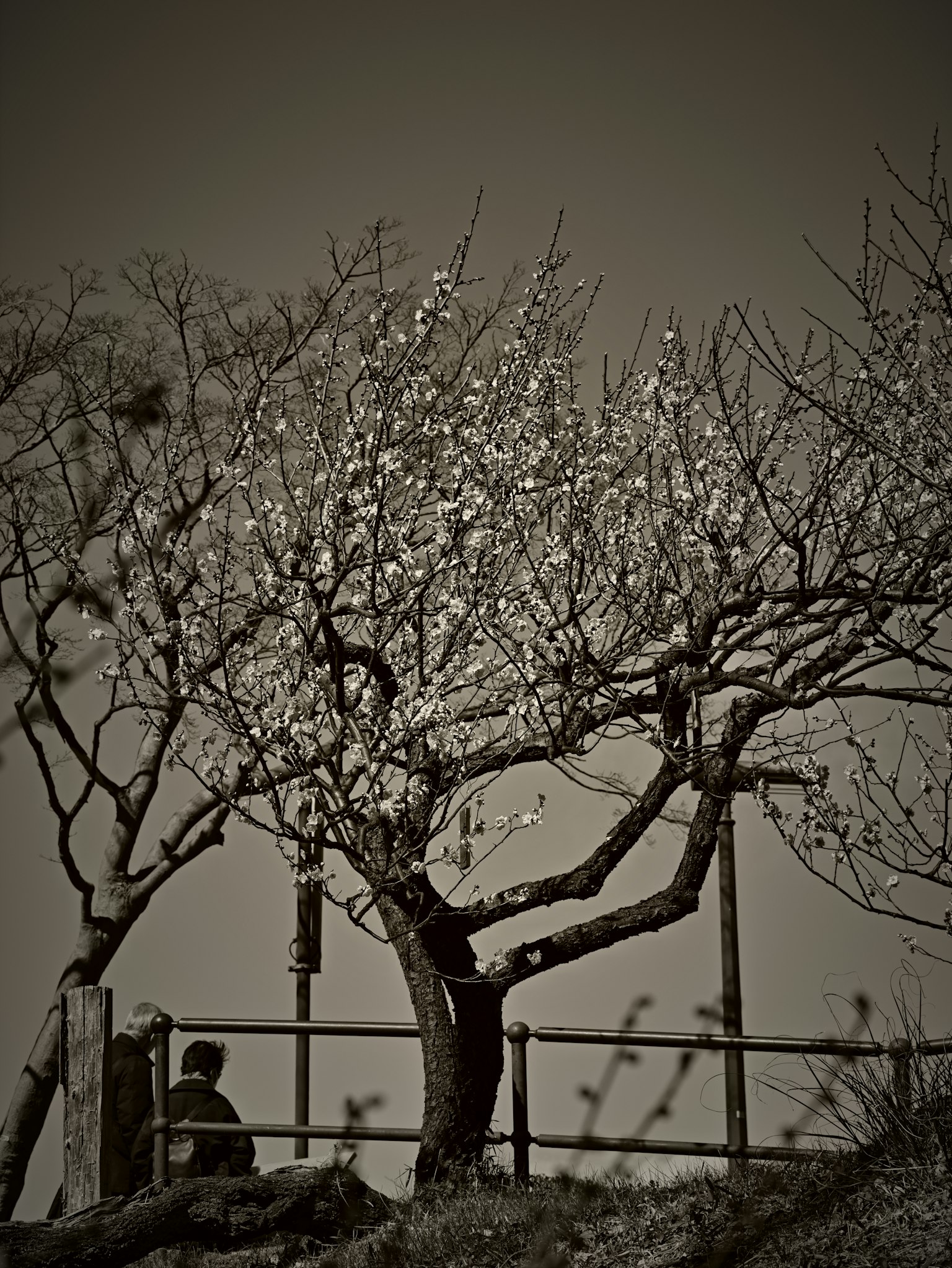 Blurred cherry blossom tree with a person sitting nearby