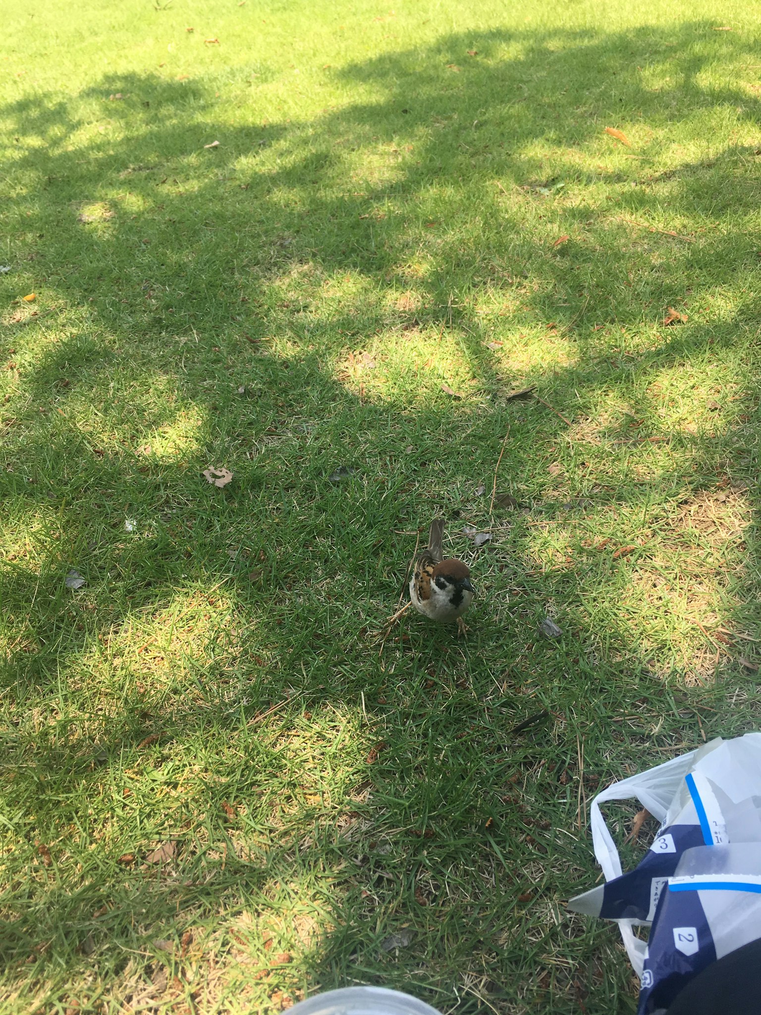 Burung kecil di rumput hijau dengan bayangan
