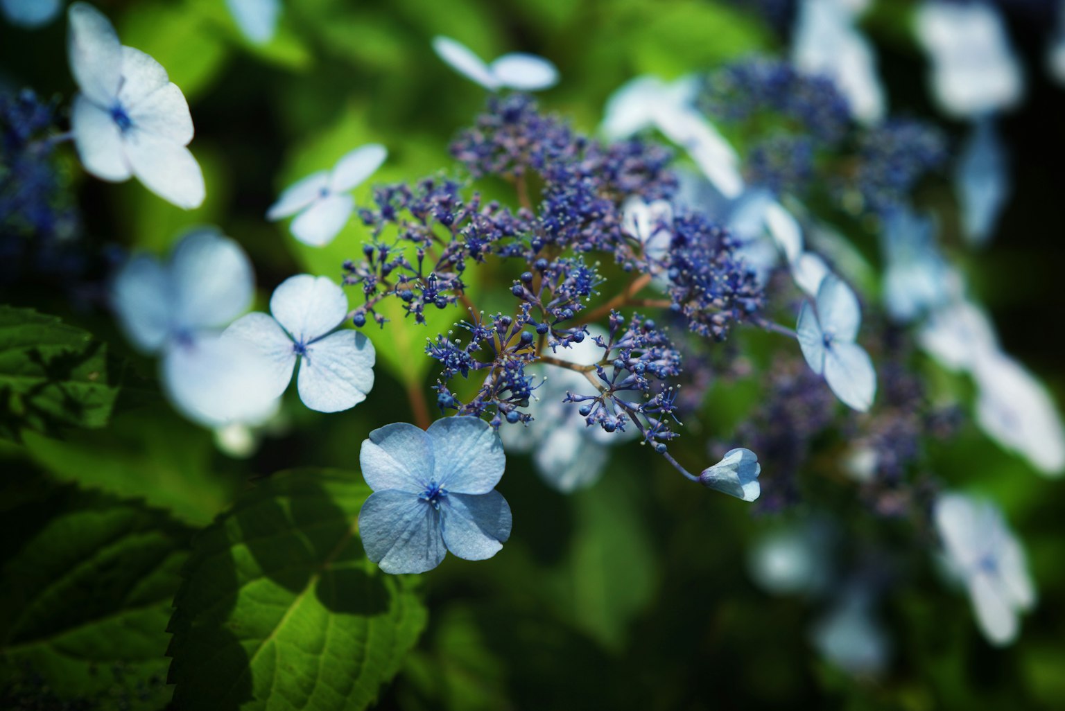 Pemandangan indah bunga biru dan daun hijau