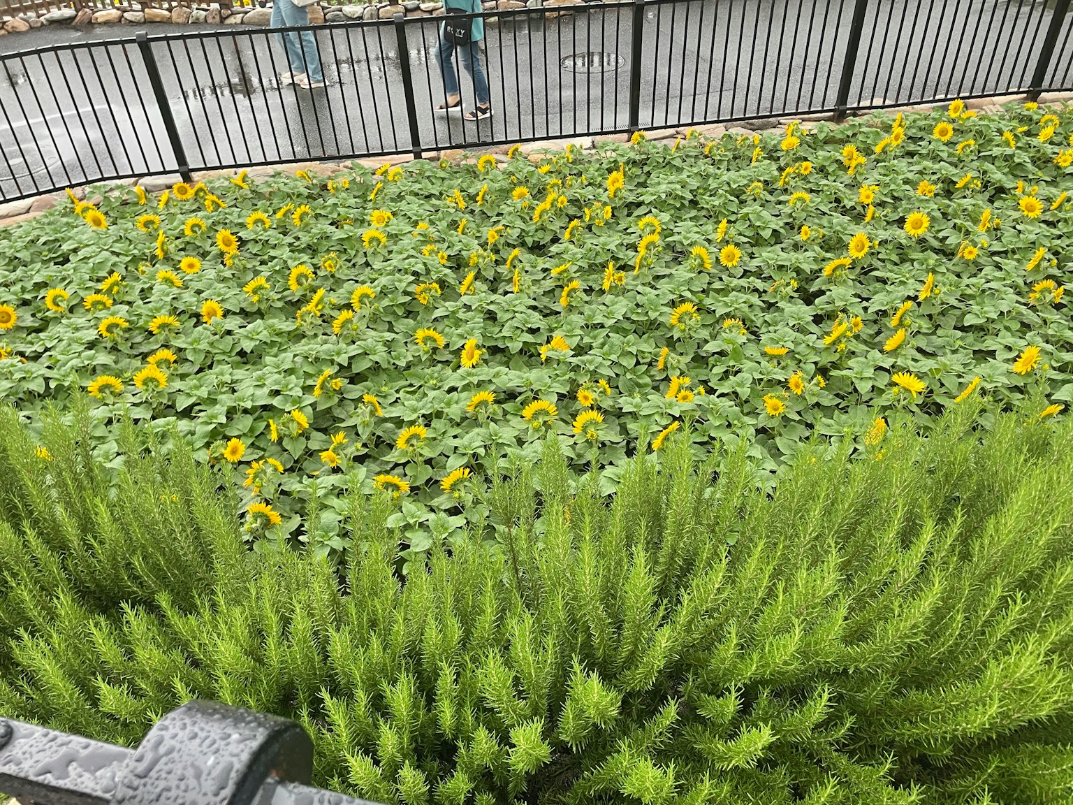 Giardino di girasoli vivaci con piante verdi in primo piano