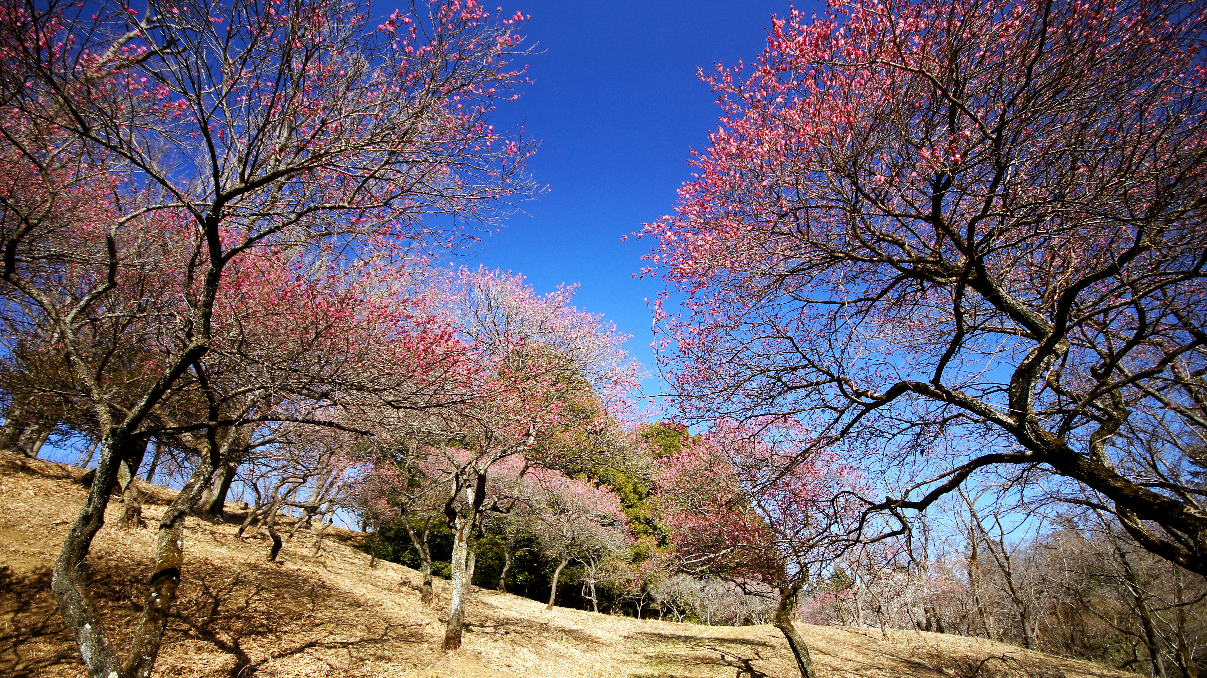 梅の丘に咲く紅梅の並木と青空