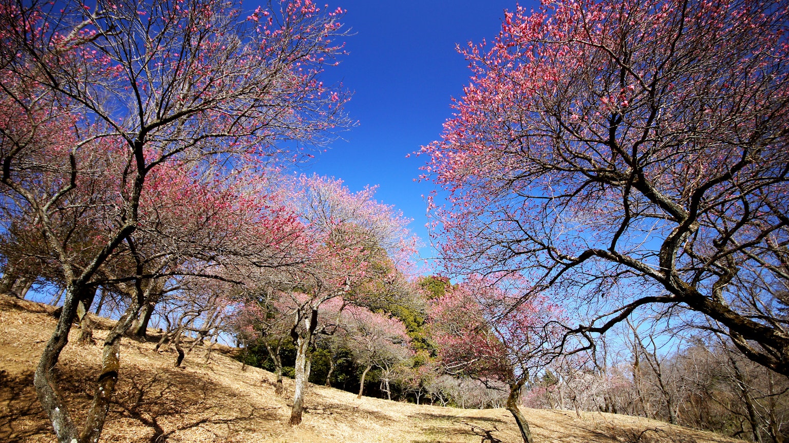 Malersicher Blick auf blühende Kirschbäume unter blauem Himmel der die Schönheit des Frühlings zeigt