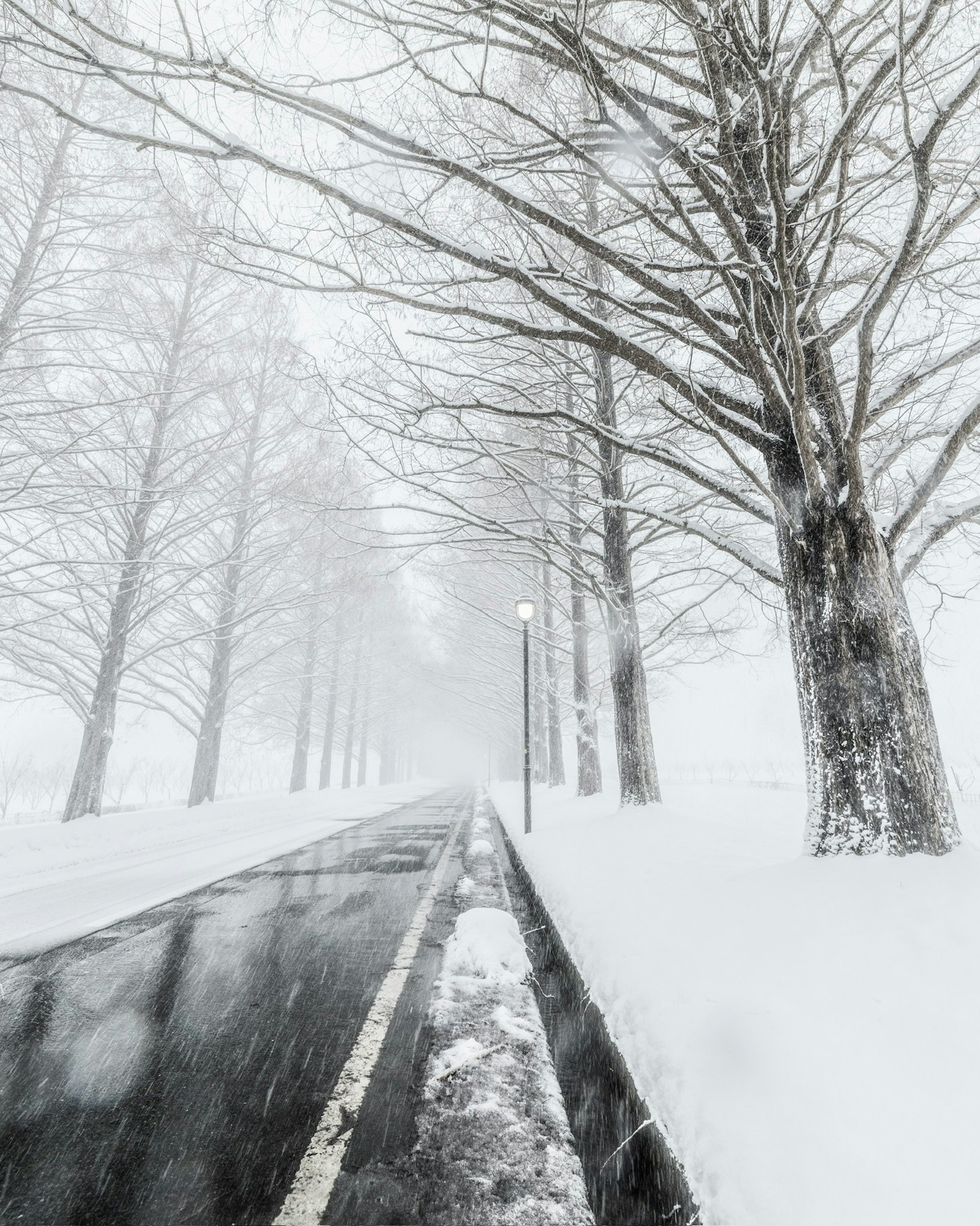 Route enneigée bordée d'arbres enveloppés de brouillard
