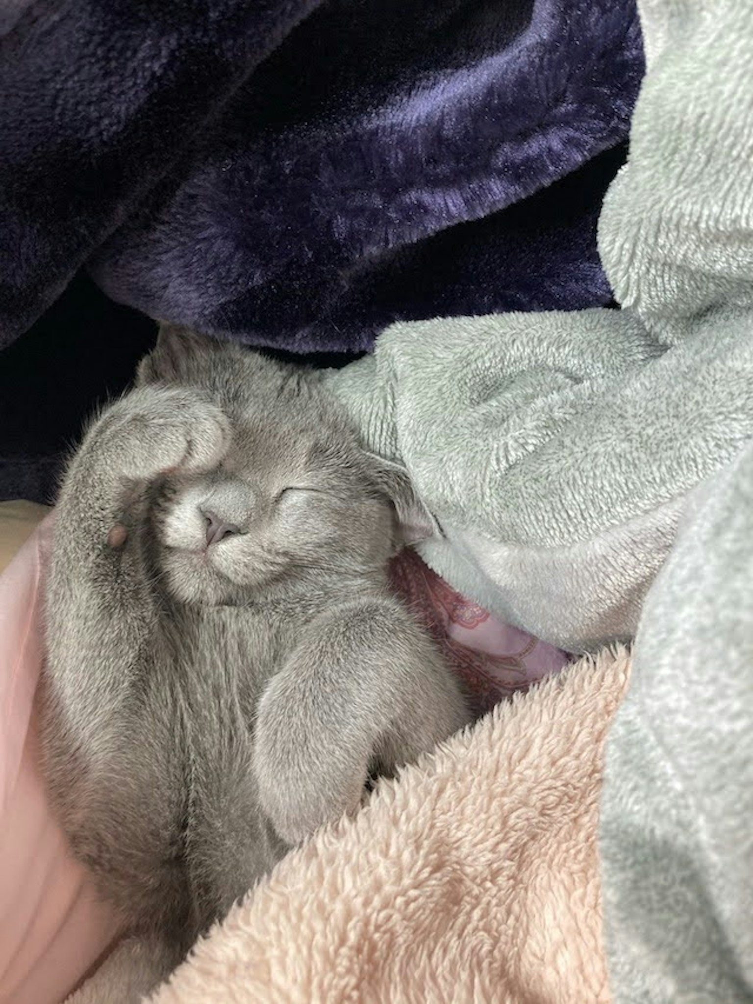 一只毛茸茸的灰色小猫在温暖的毛毯中睡觉