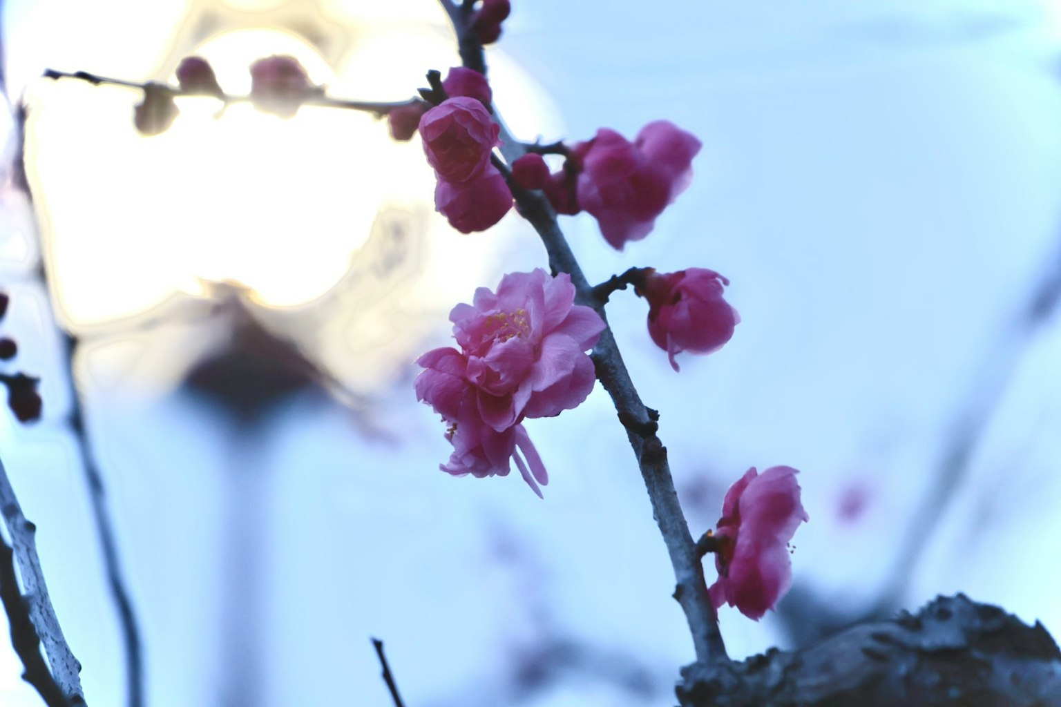 Fleurs roses sur des branches avec un fond bleu