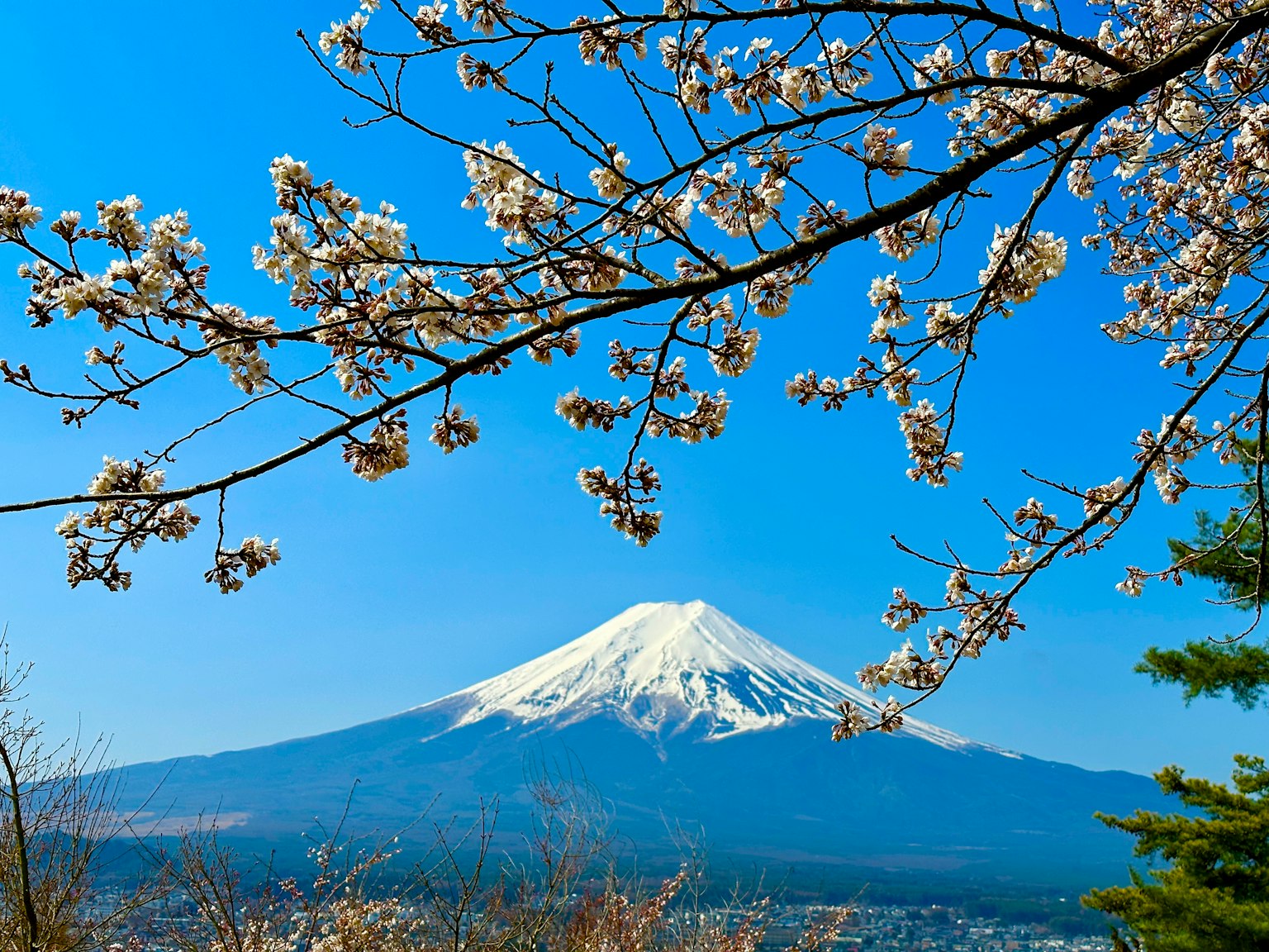 Vista escénica del monte Fuji enmarcado por flores de cerezo bajo un cielo azul claro