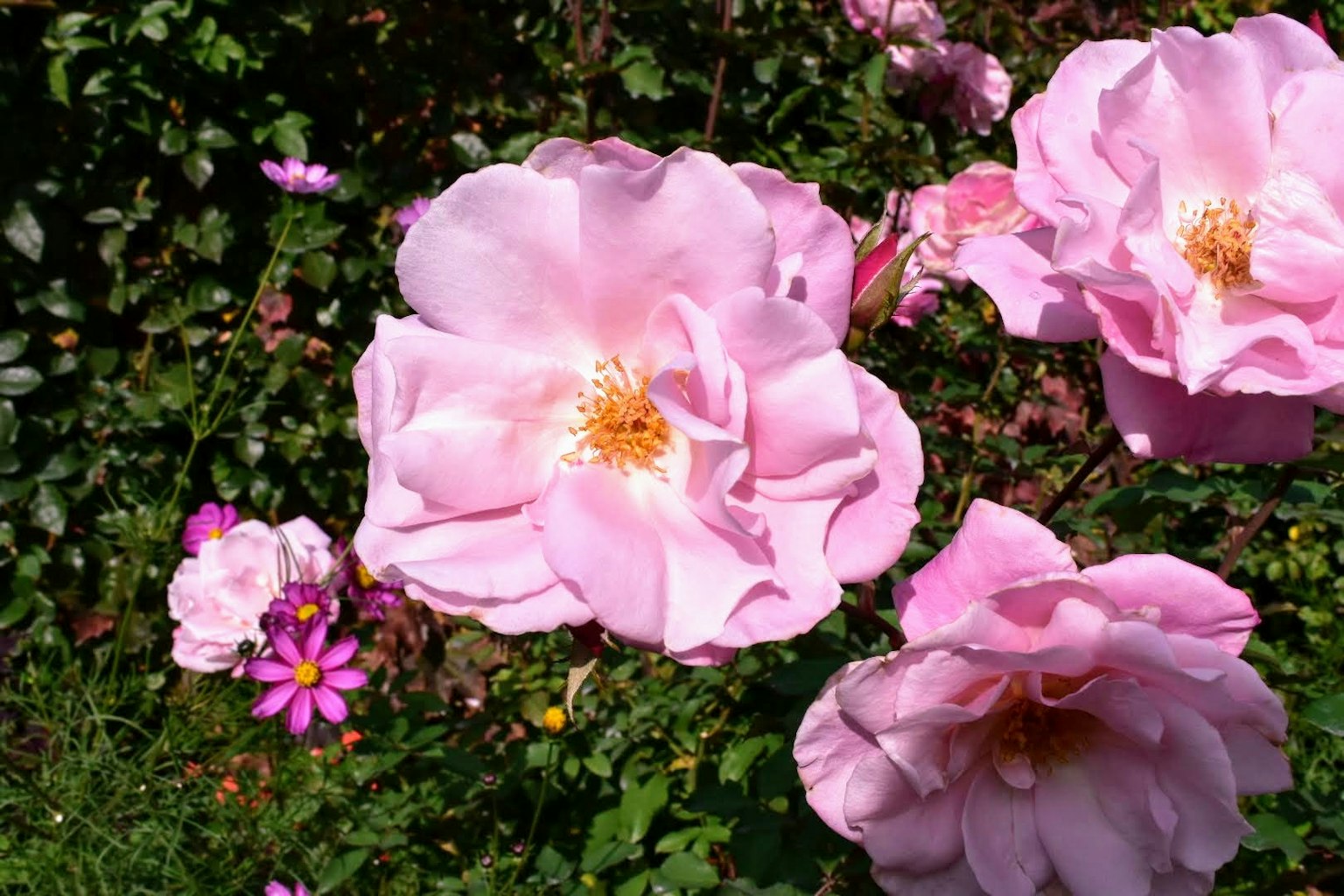Fleurs de roses roses magnifiques en fleurs dans un jardin