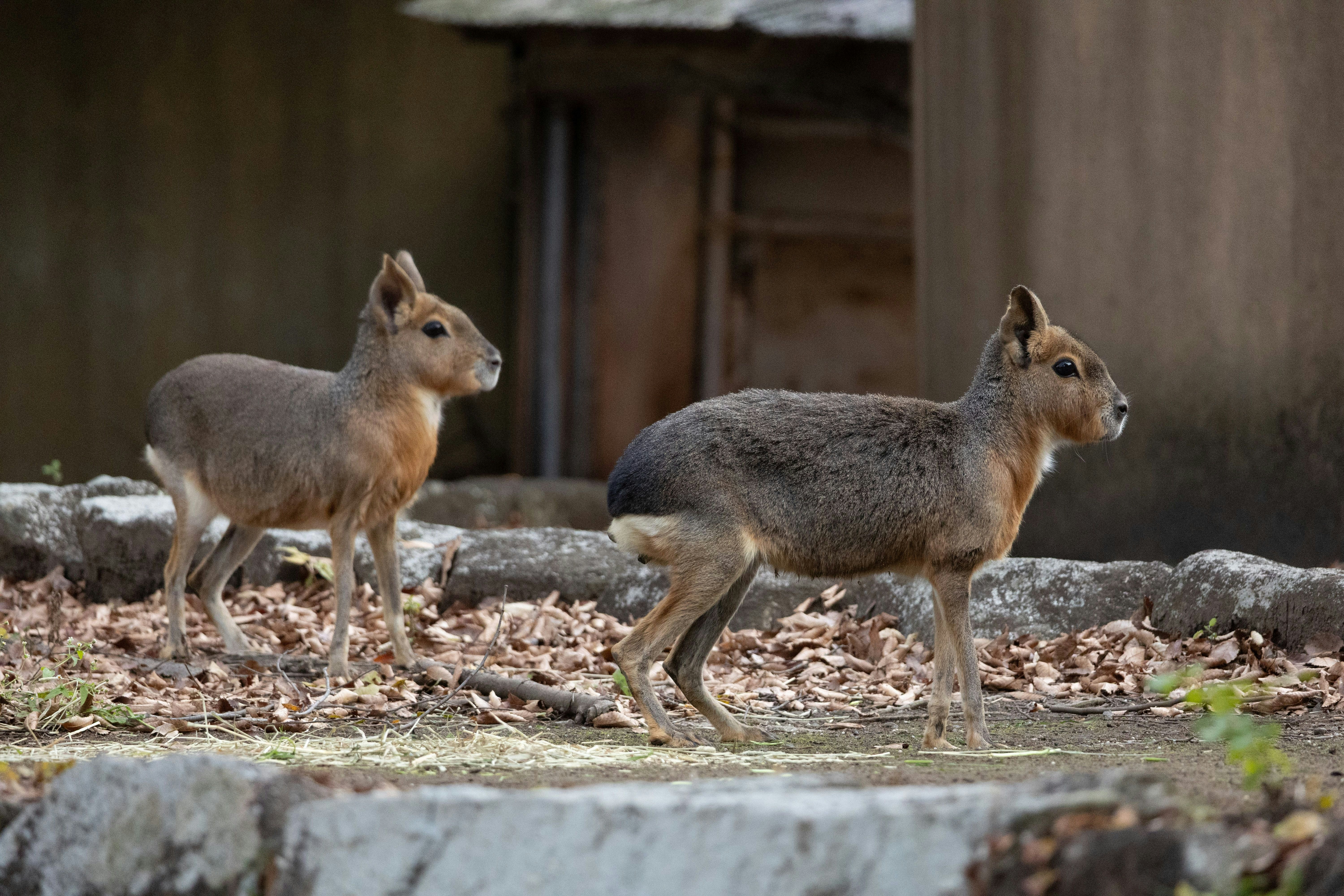 two deer-like animals standing in a zoo enclosure