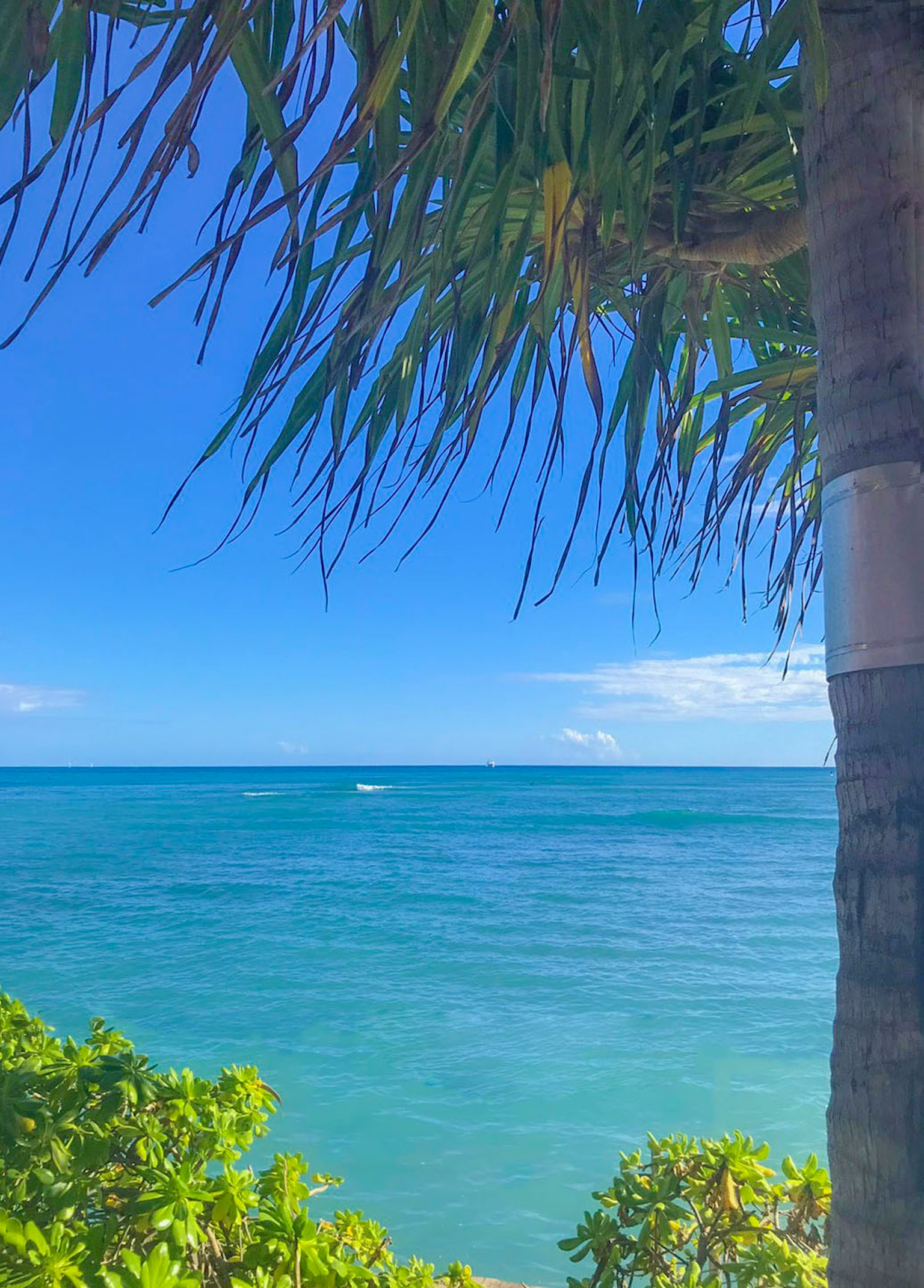 View of the ocean with clear blue water and sky featuring palm trees