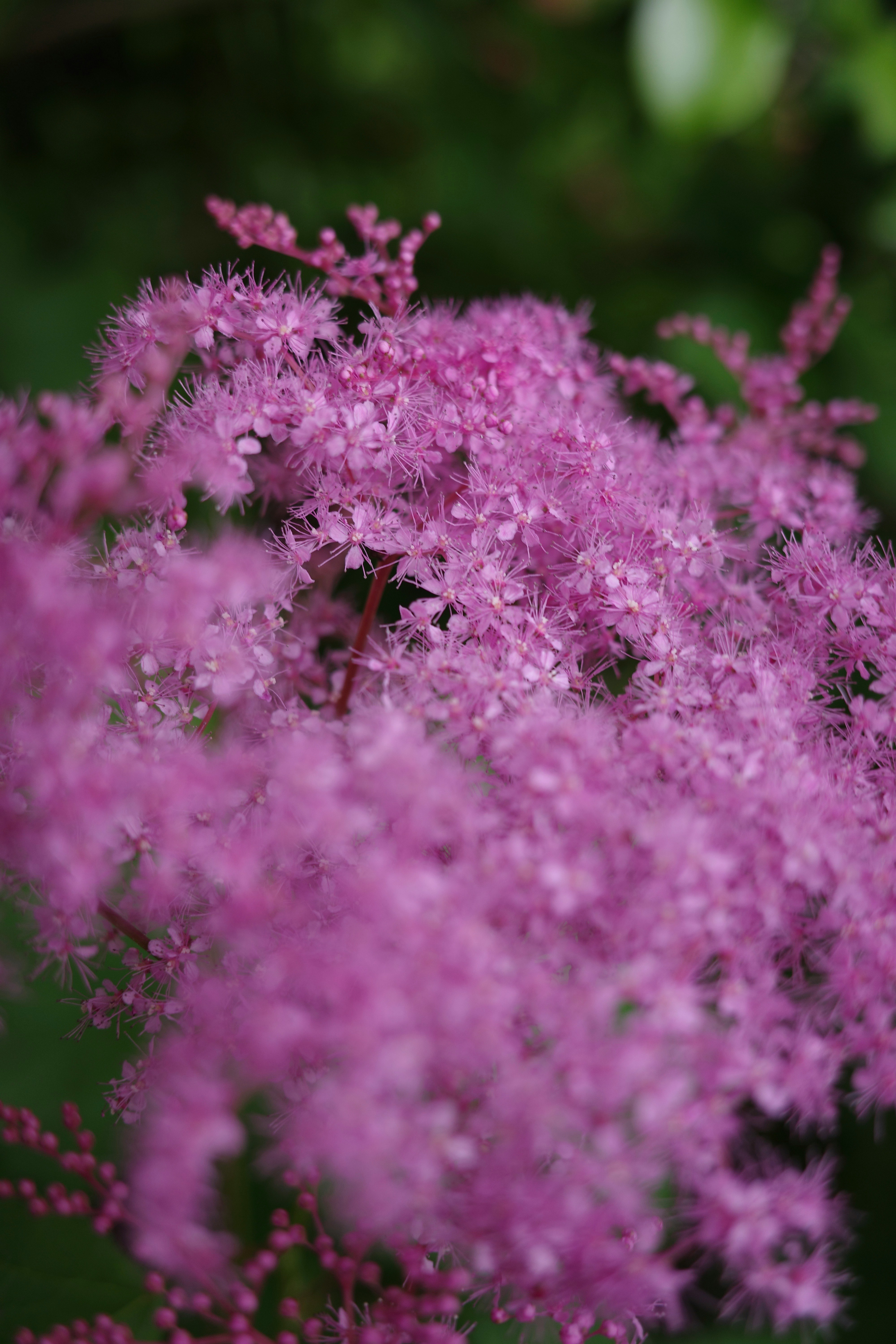薄紫色の花が咲いている植物のクローズアップ