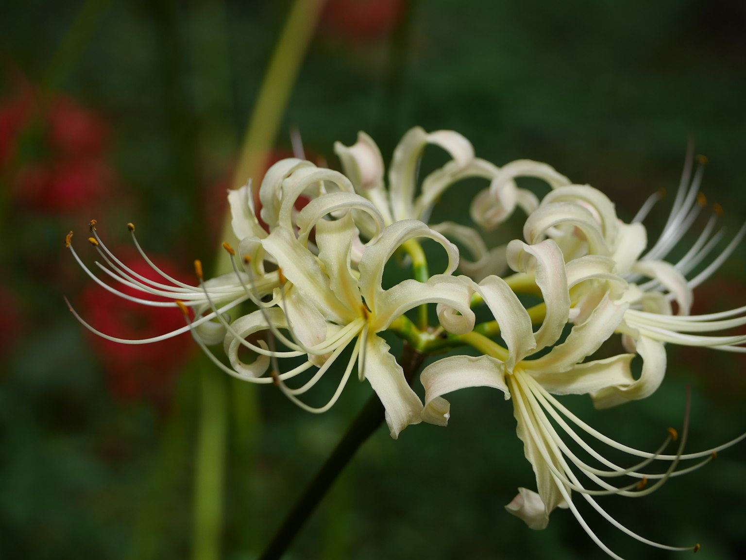Close-up of a white flower with unique elongated petals