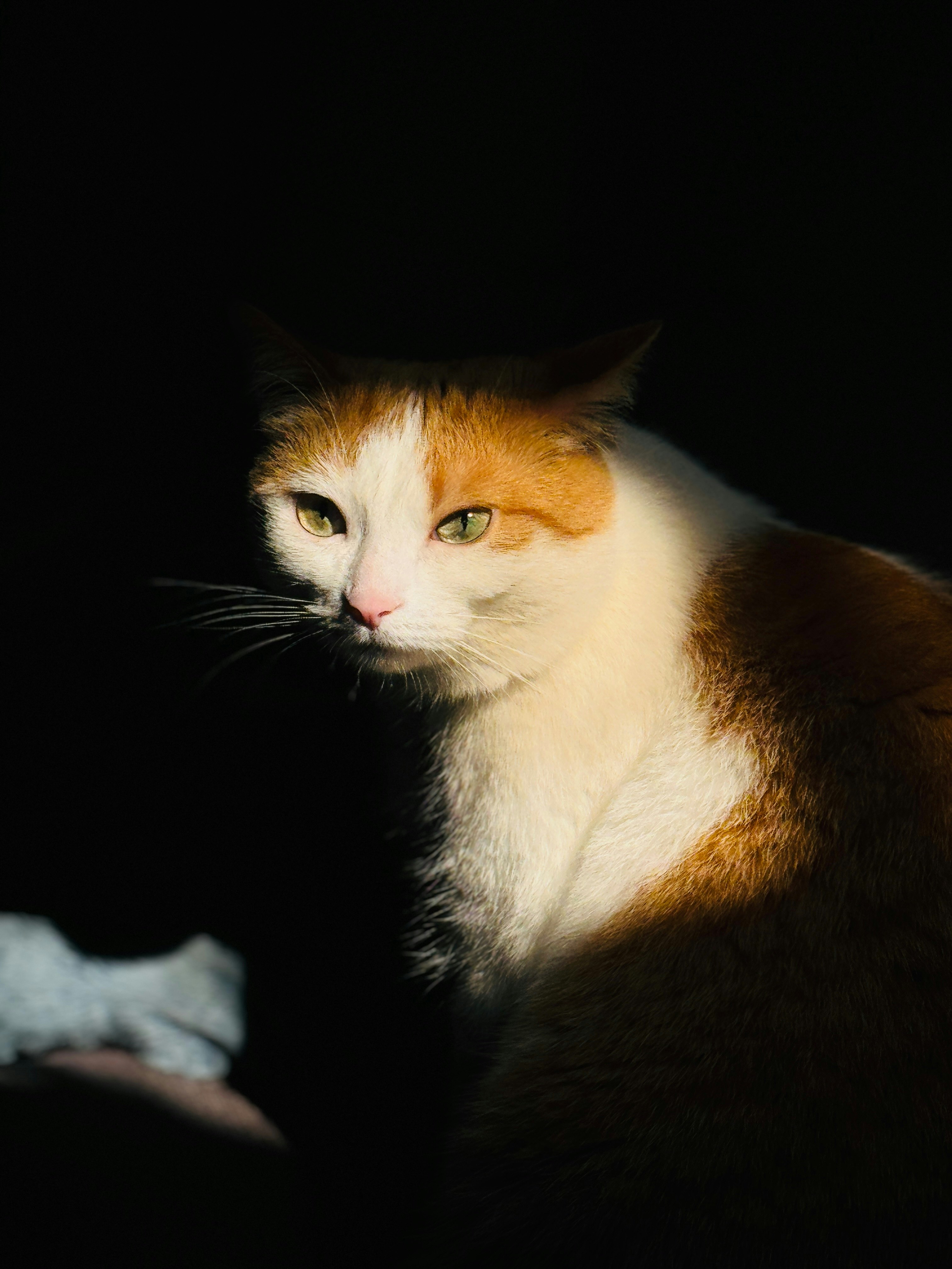 黒背景の上で横たわる白茶の猫