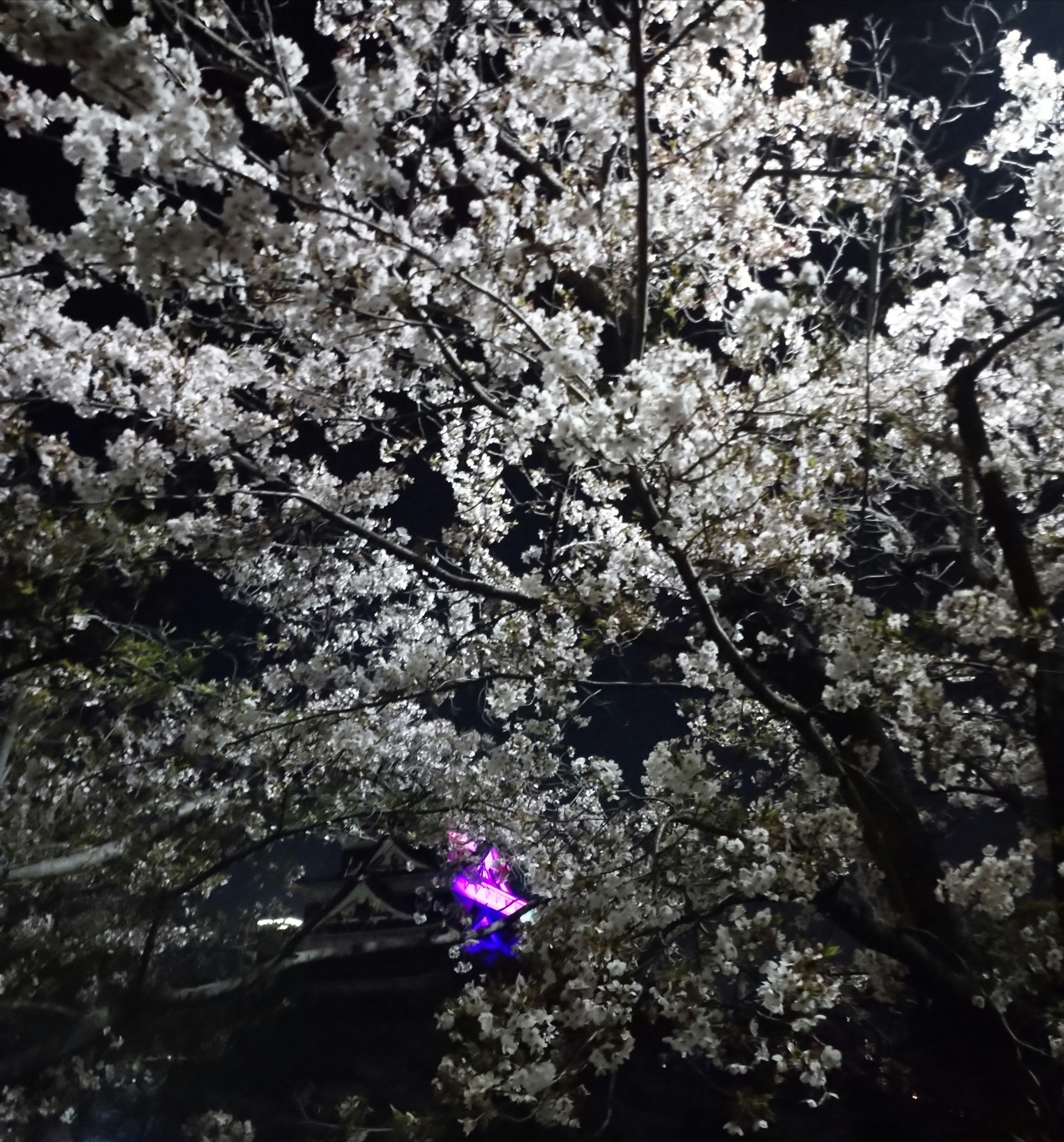 photo-AlCcnWtFQoucBMsX0XBt