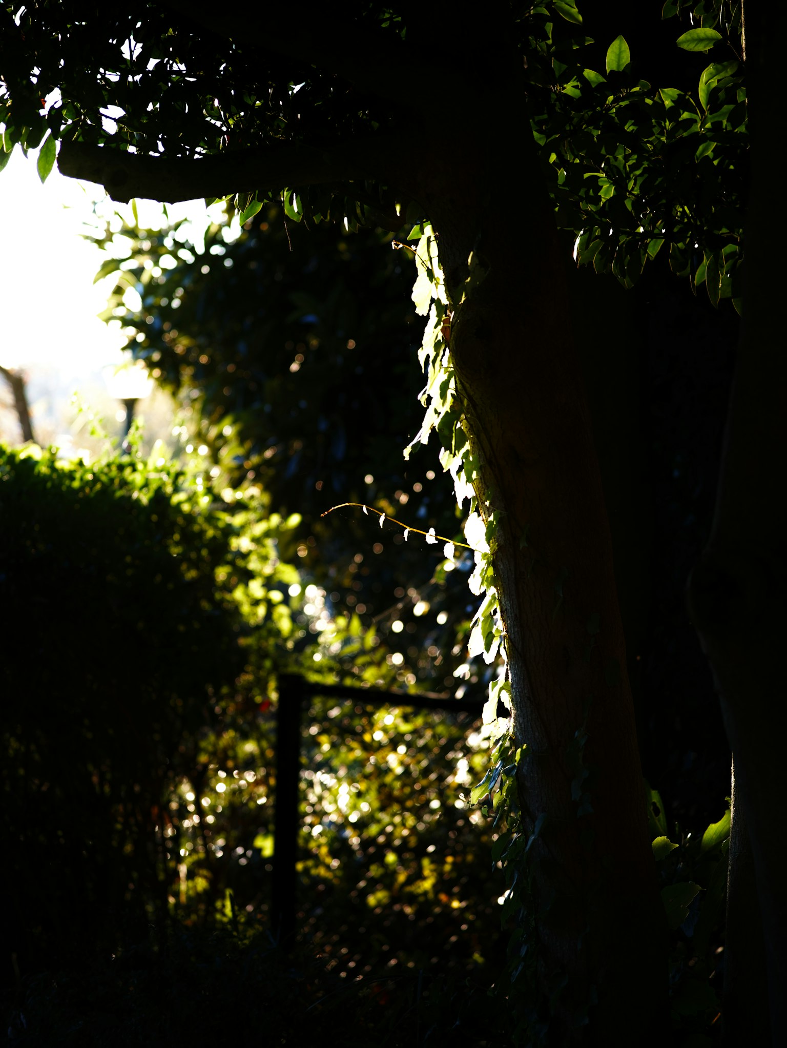 Silhouette d'un jardin luxuriant avec la lumière du soleil filtrant