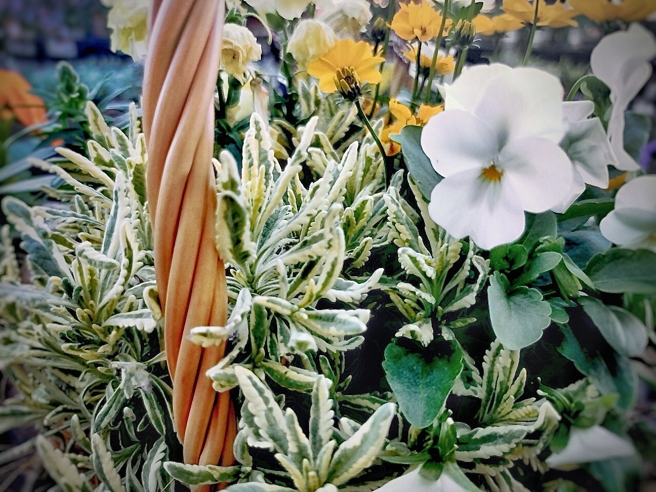 花篮寄植花卉与绿植的特写