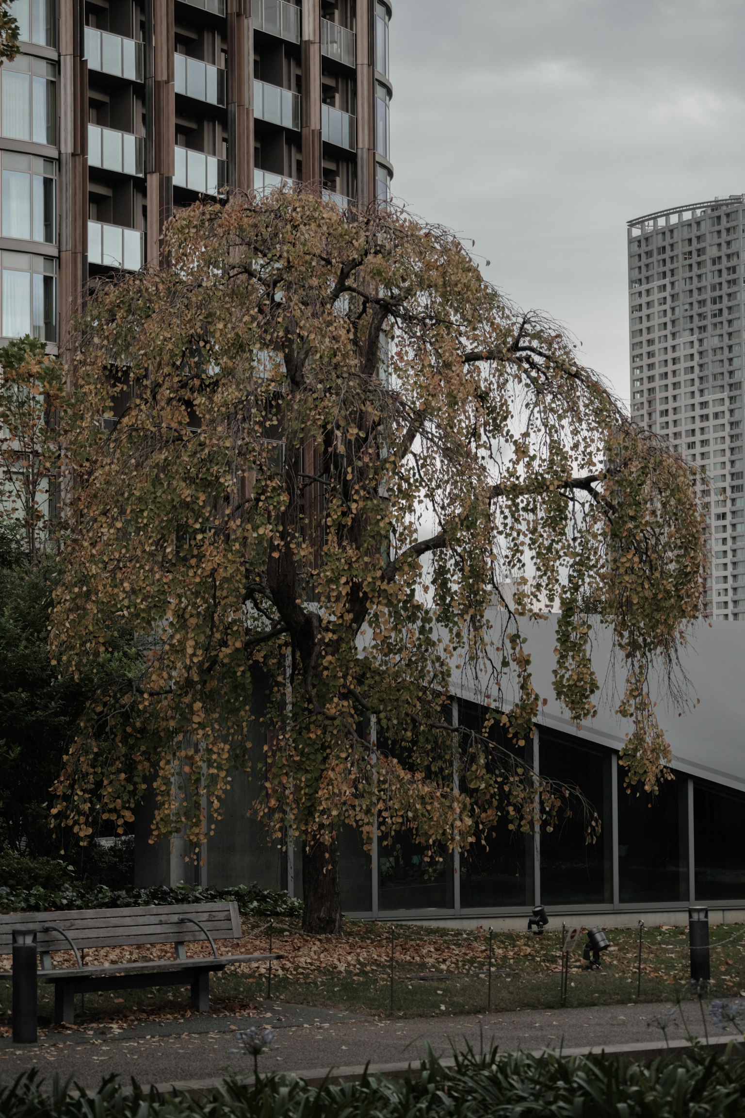 Un albero spoglio in un parco urbano con edifici vicini