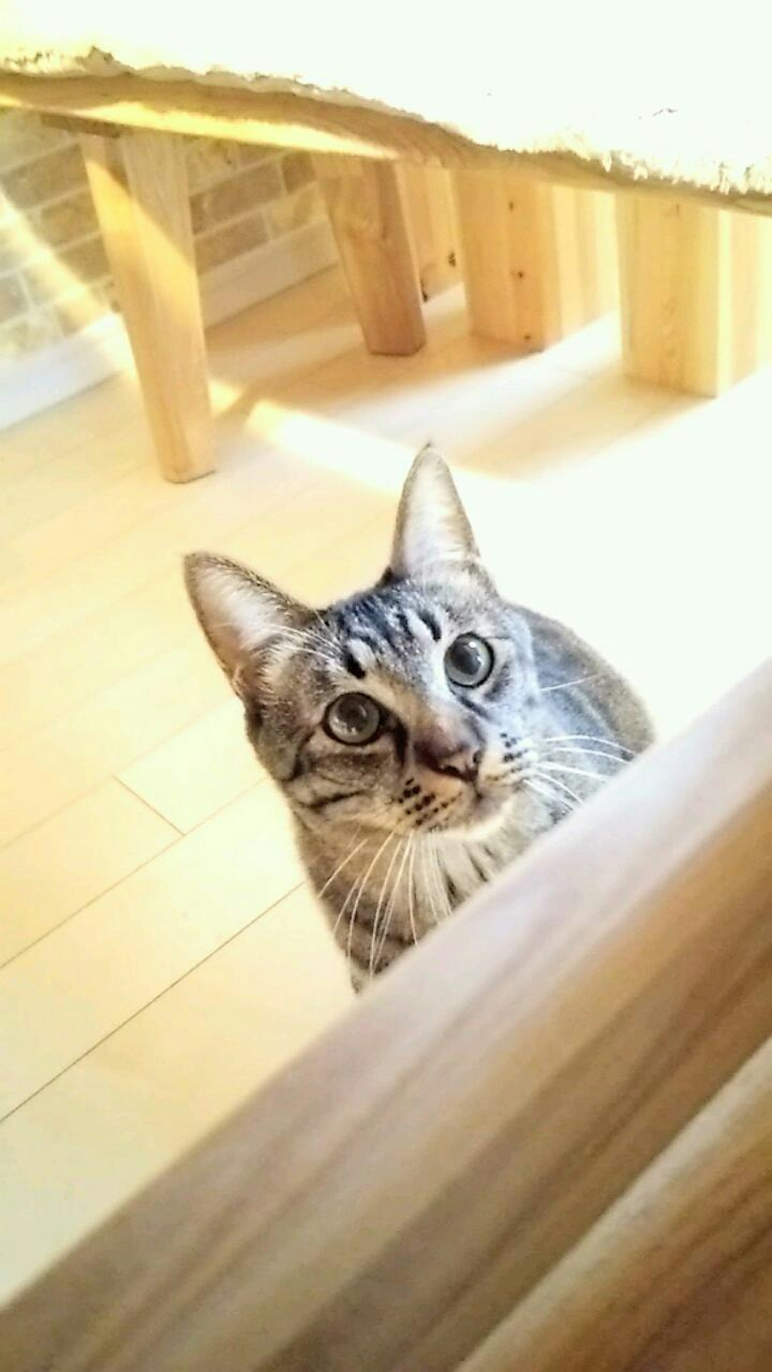 Volto di un gatto che guarda da sotto un tavolo di legno