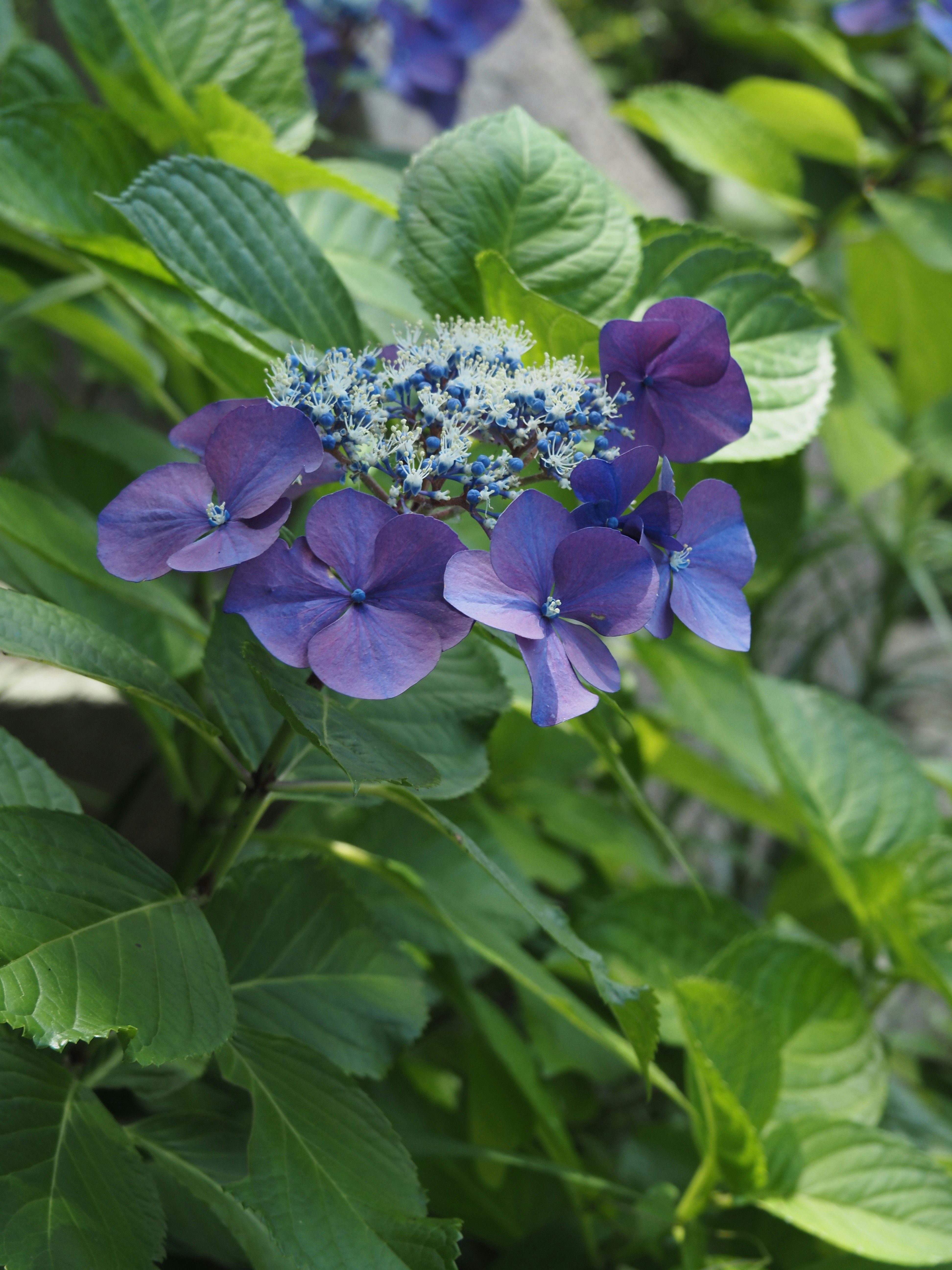 紫陽花の花と青紫の花房が葉に囲まれた庭の一角