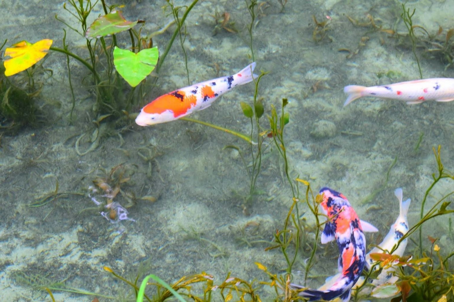 Peces koi nadando entre plantas acuáticas y hojas verdes