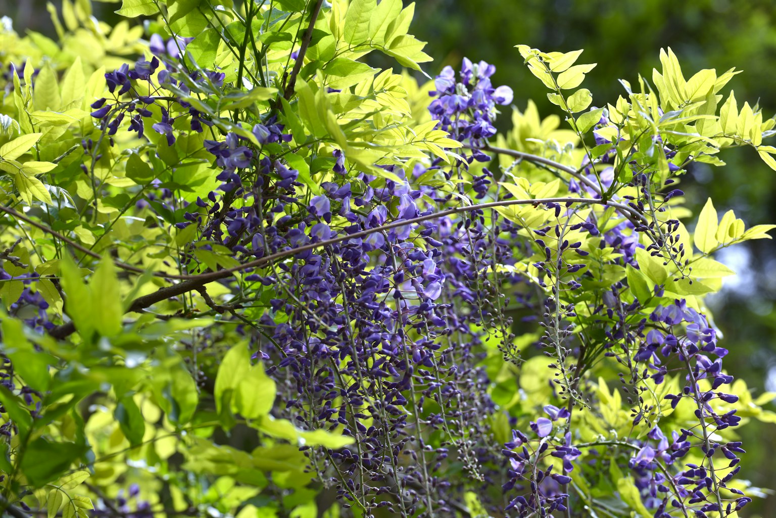 Une scène avec des feuilles vertes vives et des fleurs de glycine violettes en cascade