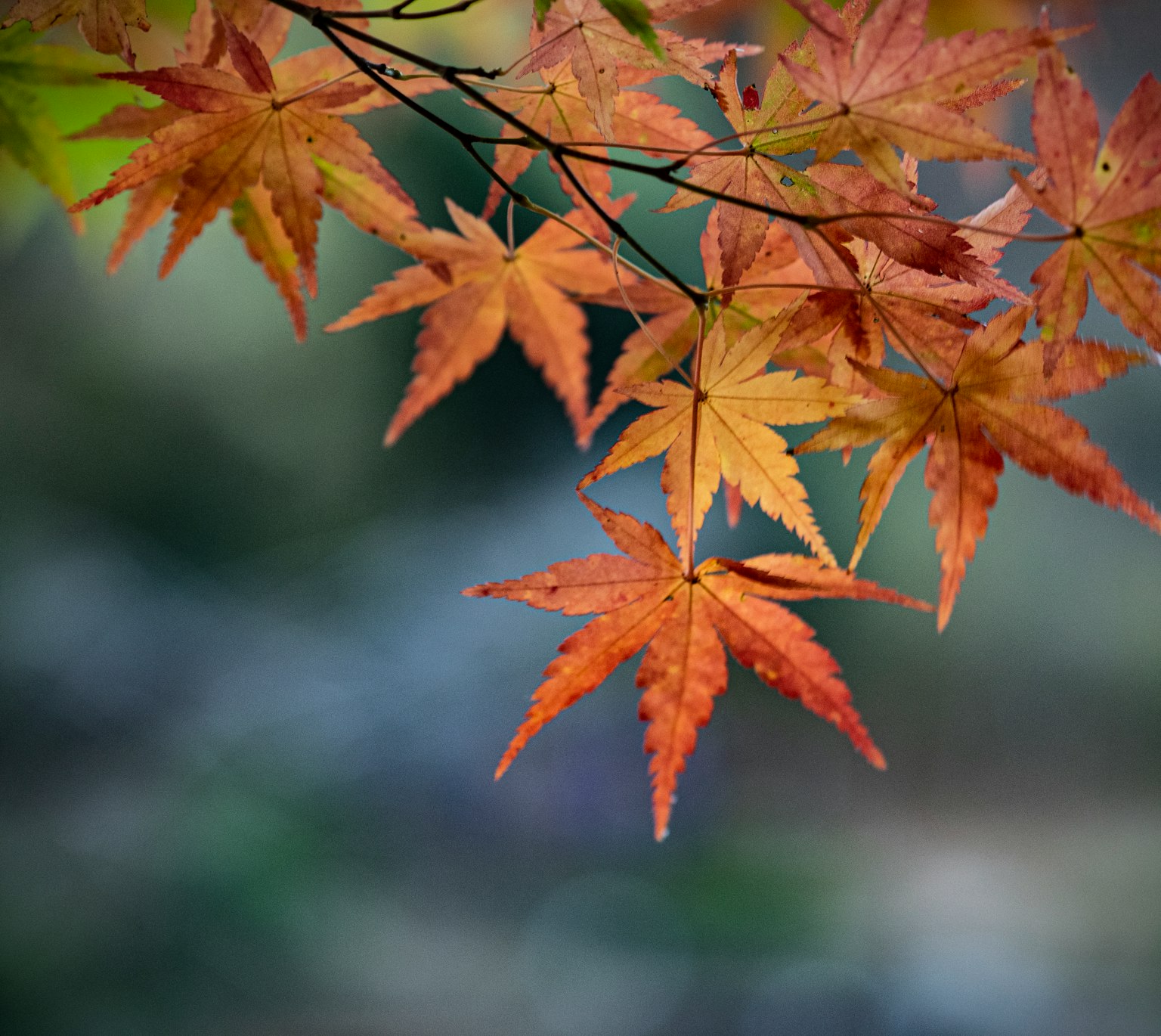 Lebendige Herbstblätter hängen von einem Ast