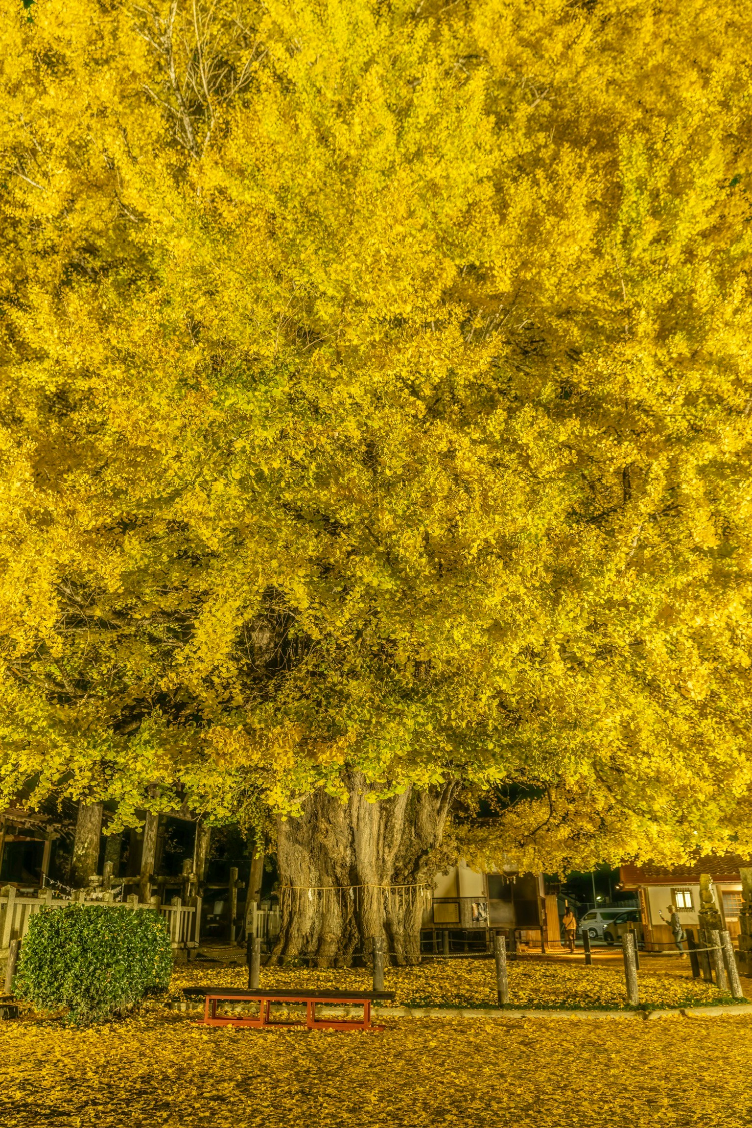 鮮やかな黄色の葉を持つ大きな木とその周囲の風景