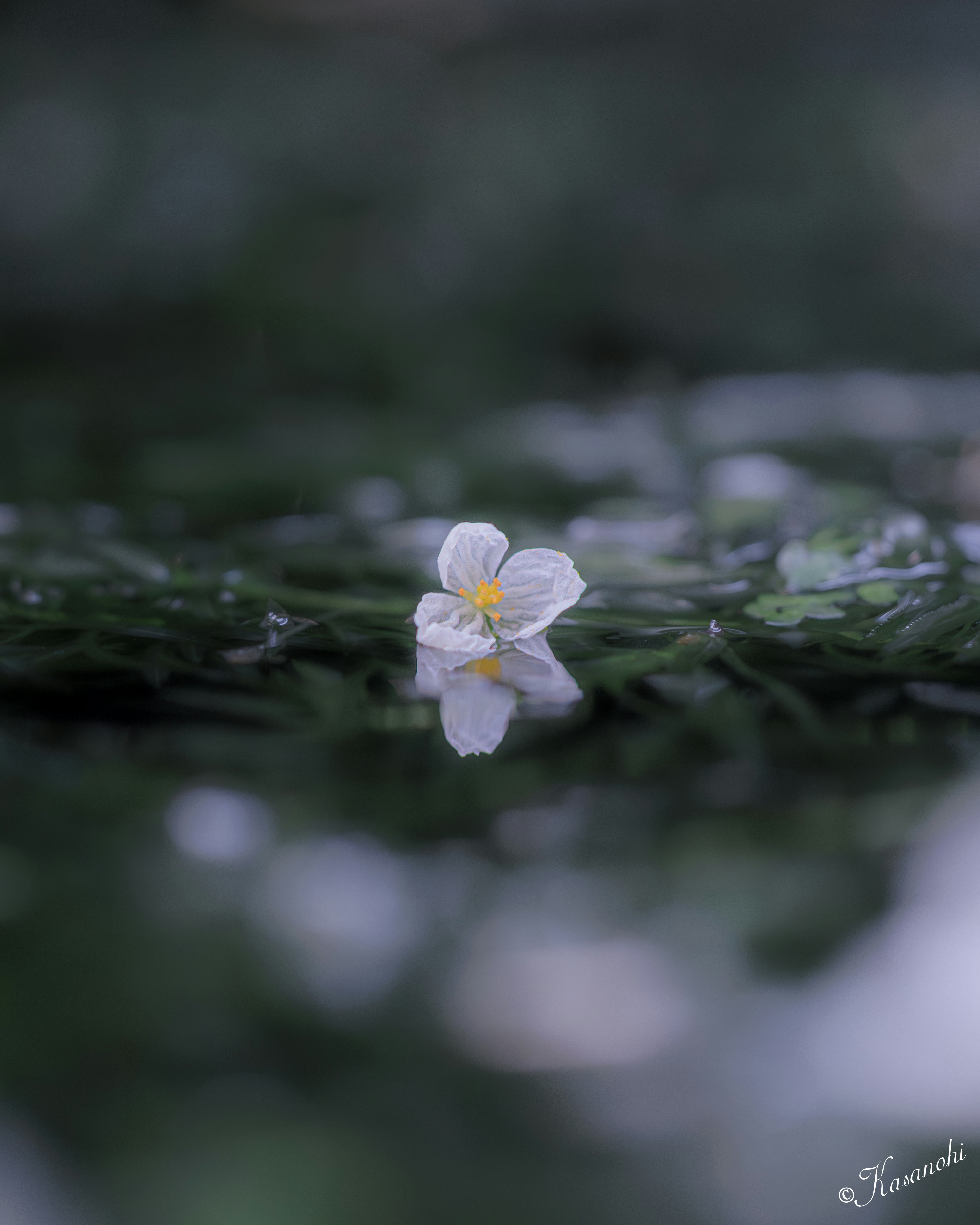 水面に映る白い花のある静かな夏の情景