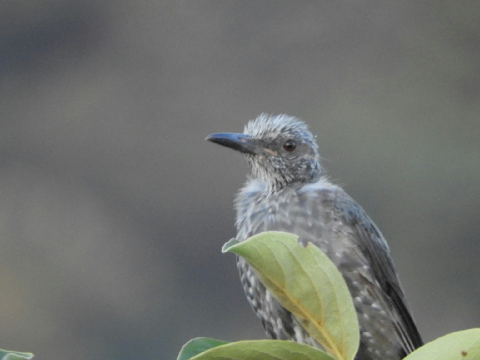 Pájaro gris posado sobre hojas verdes