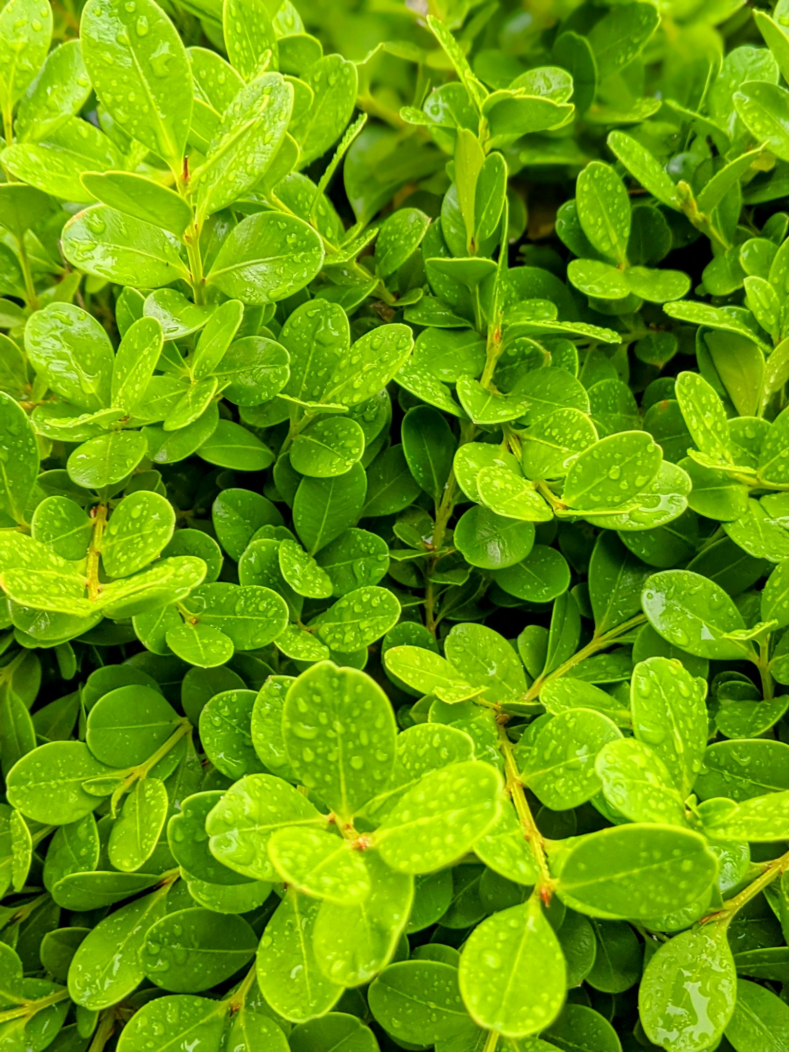 Kedekatan daun hijau yang padat dengan tetesan