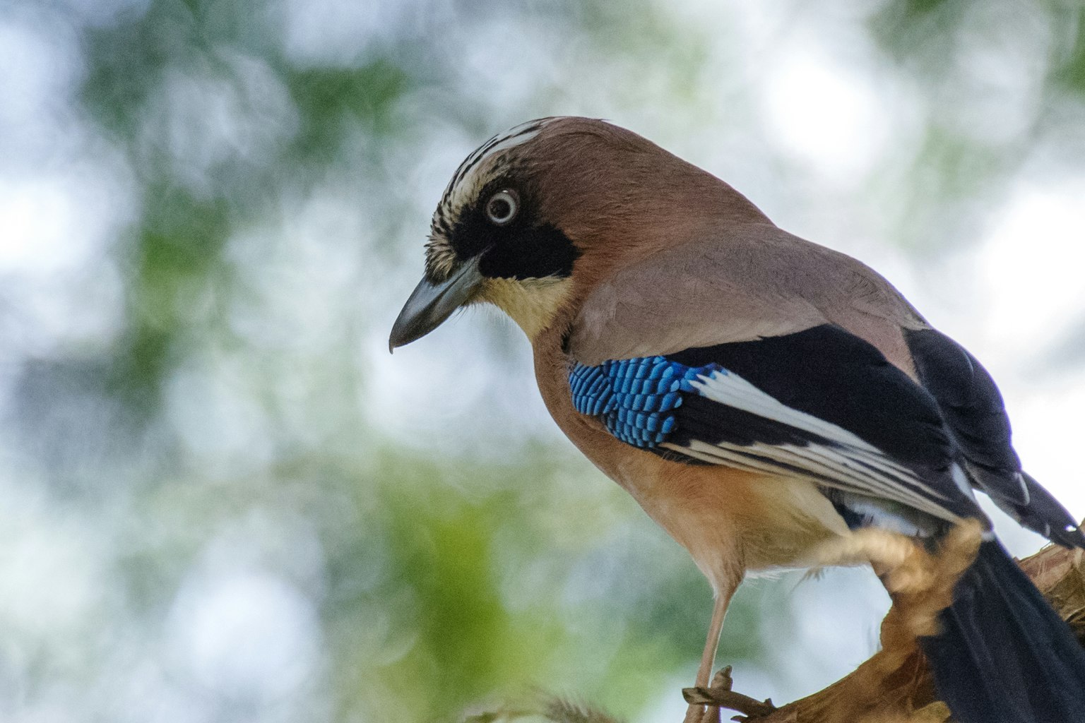 Ein Vogel mit blauen Federn, der auf einem Ast sitzt
