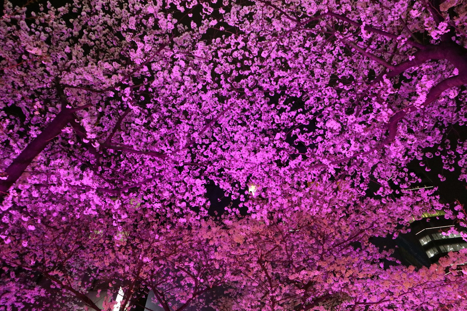 夜間照亮的鮮豔粉色櫻花