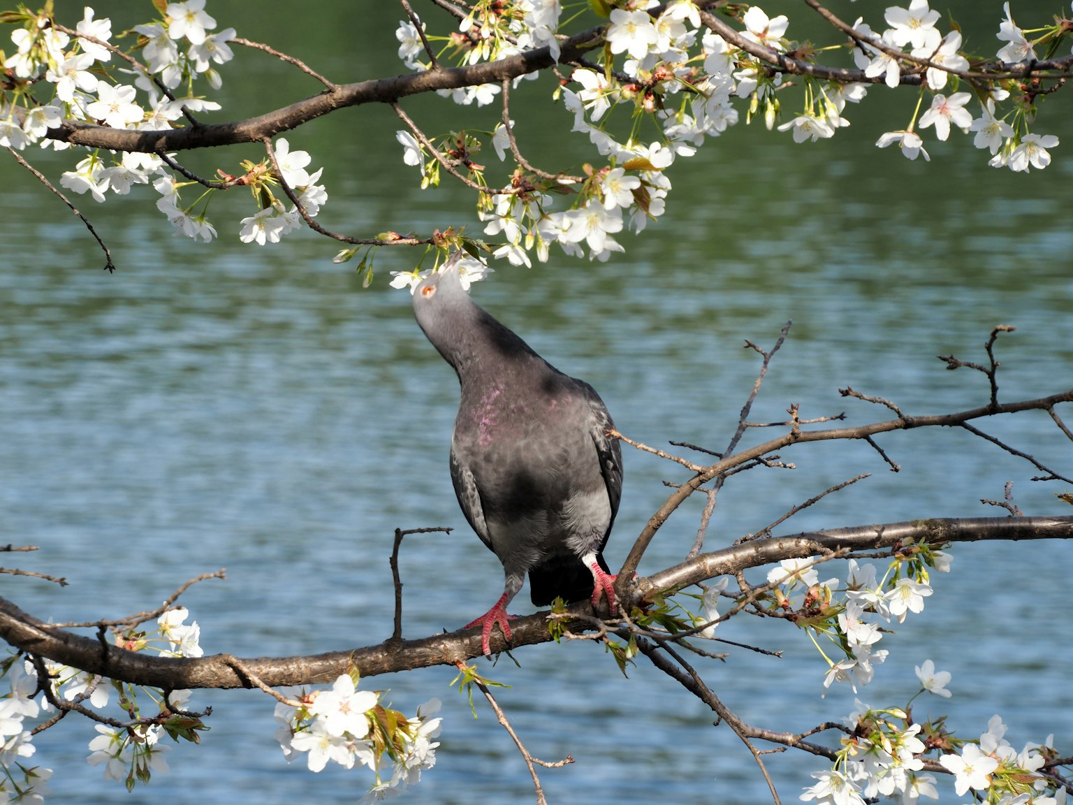 Taube auf einem Ast mit Kirschblüten am Wasser