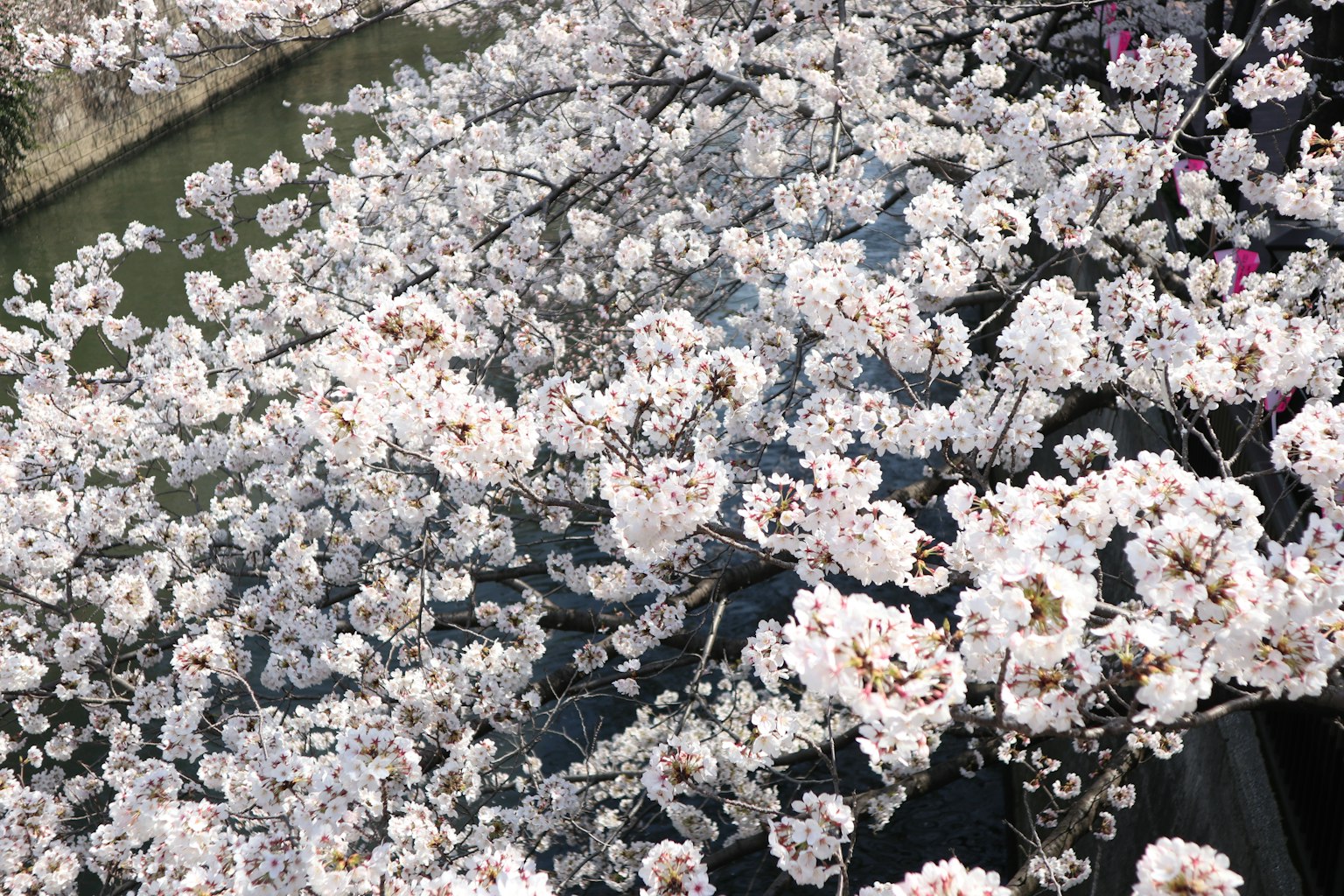 Bellissimo paesaggio di ciliegi in fiore riflessi sulla superficie dell'acqua