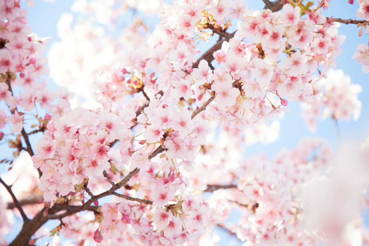 Nahaufnahme von blühenden Kirschblüten an Zweigen vor einem blauen Himmel mit sanften Rosatönen