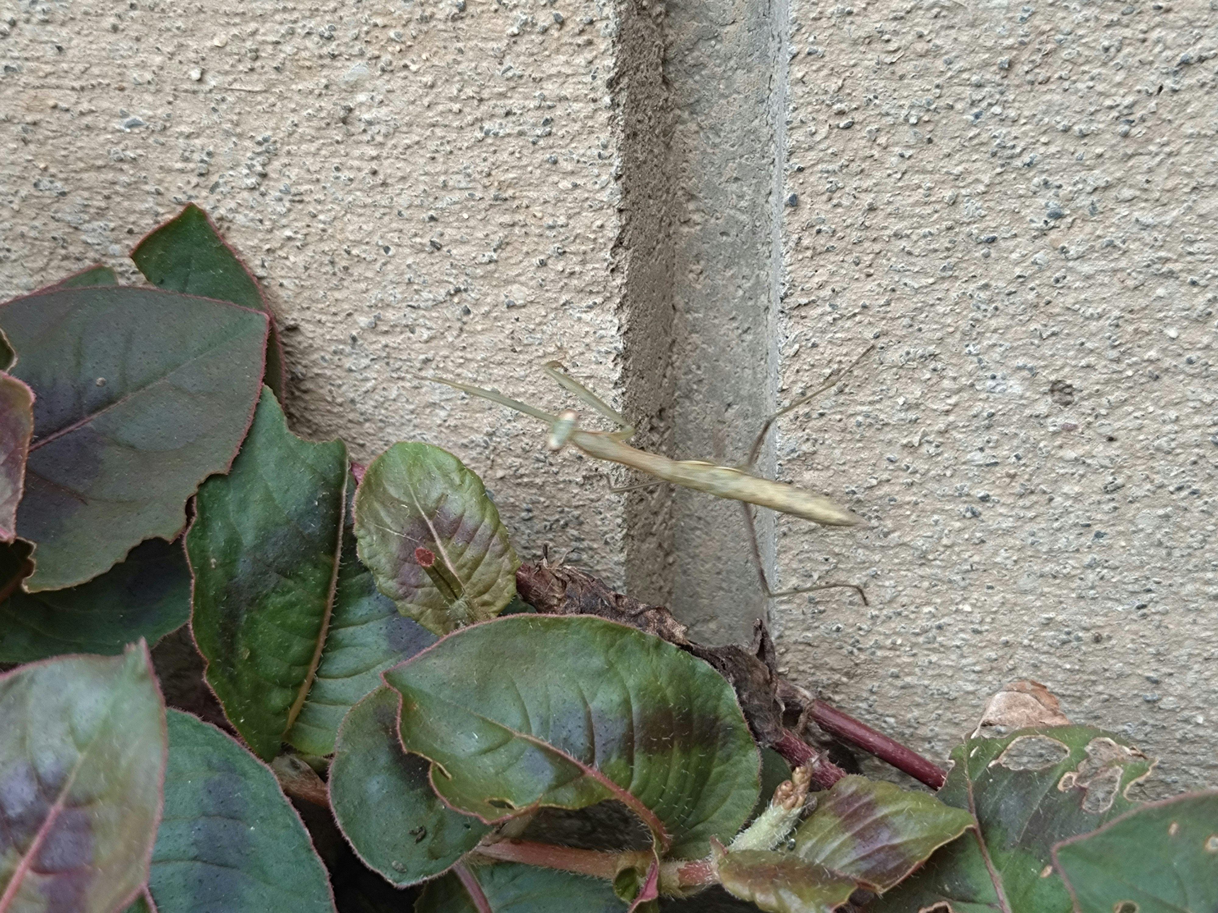壁際にとまるカマキリと葉
