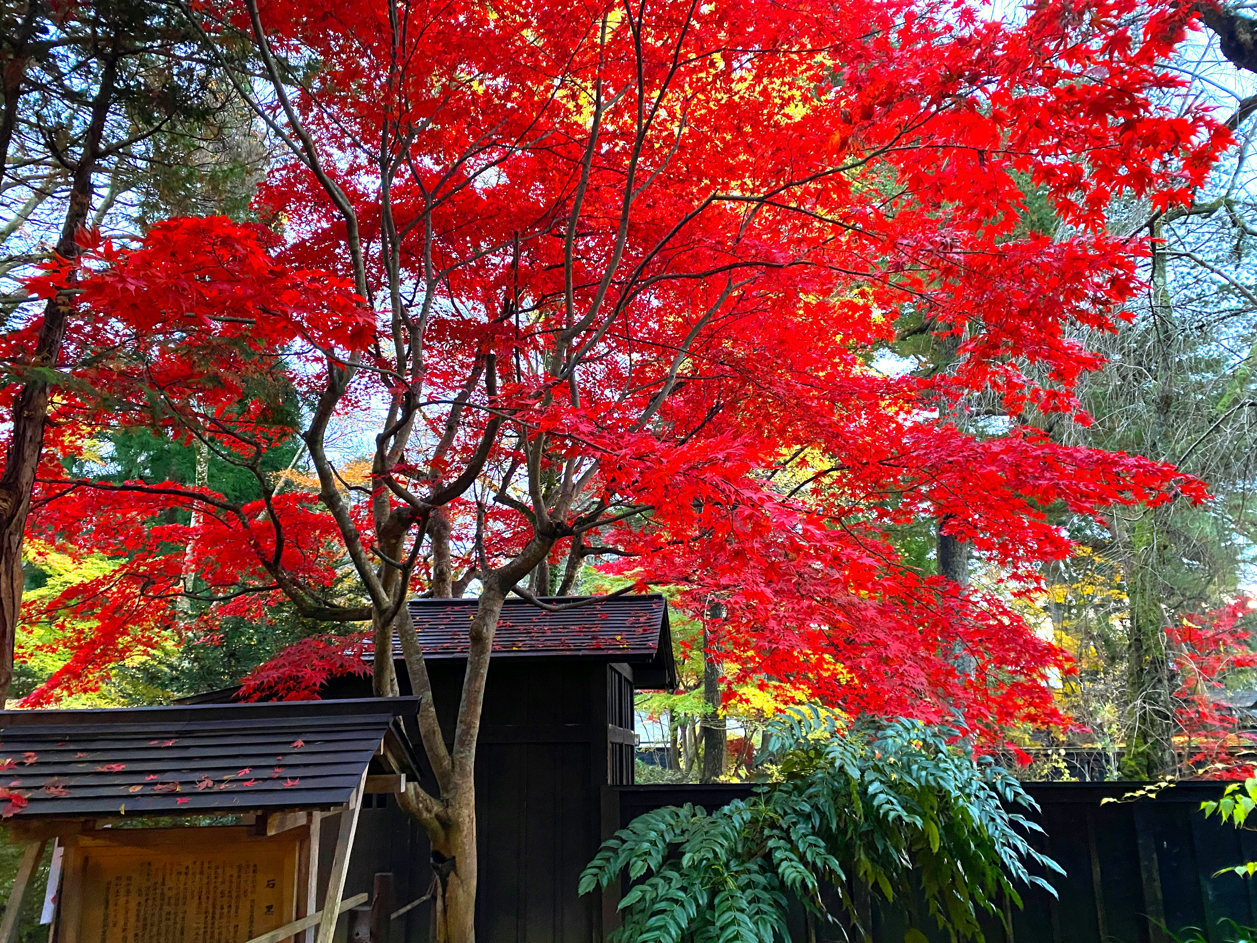 赤い紅葉の木と庭の小屋のある景色