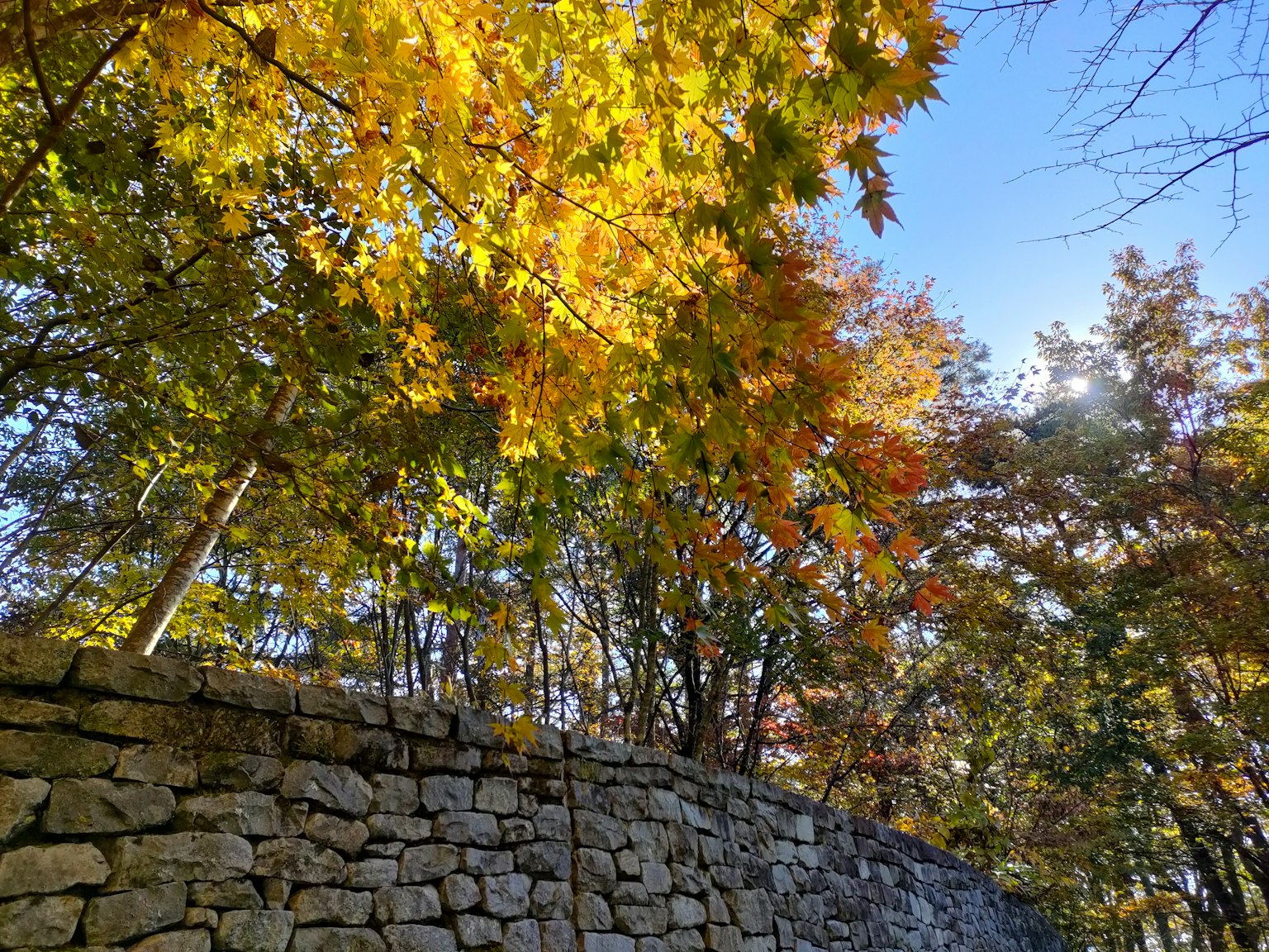 A landscape featuring colorful autumn leaves and a stone wall
