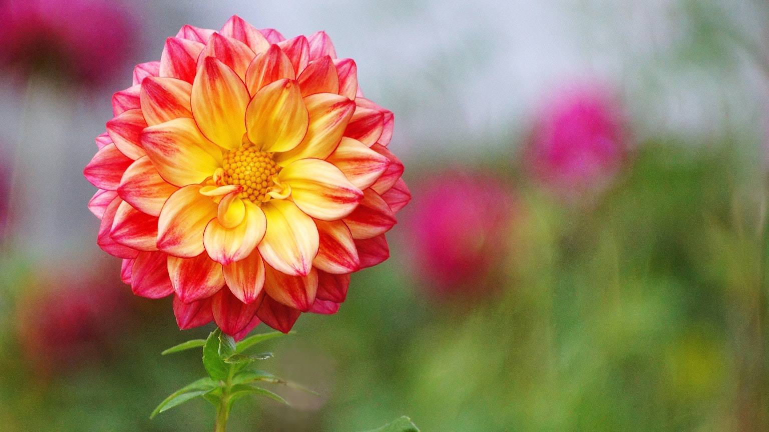 Fleur de dahlias vibrante orange et jaune en fleur