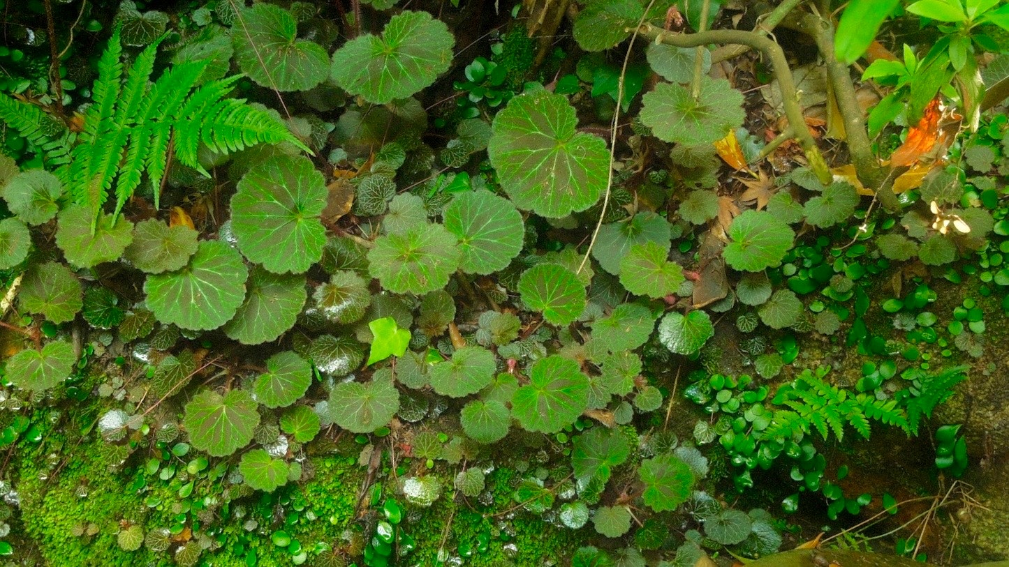 苔とシダが生い茂る湿った森の地面
