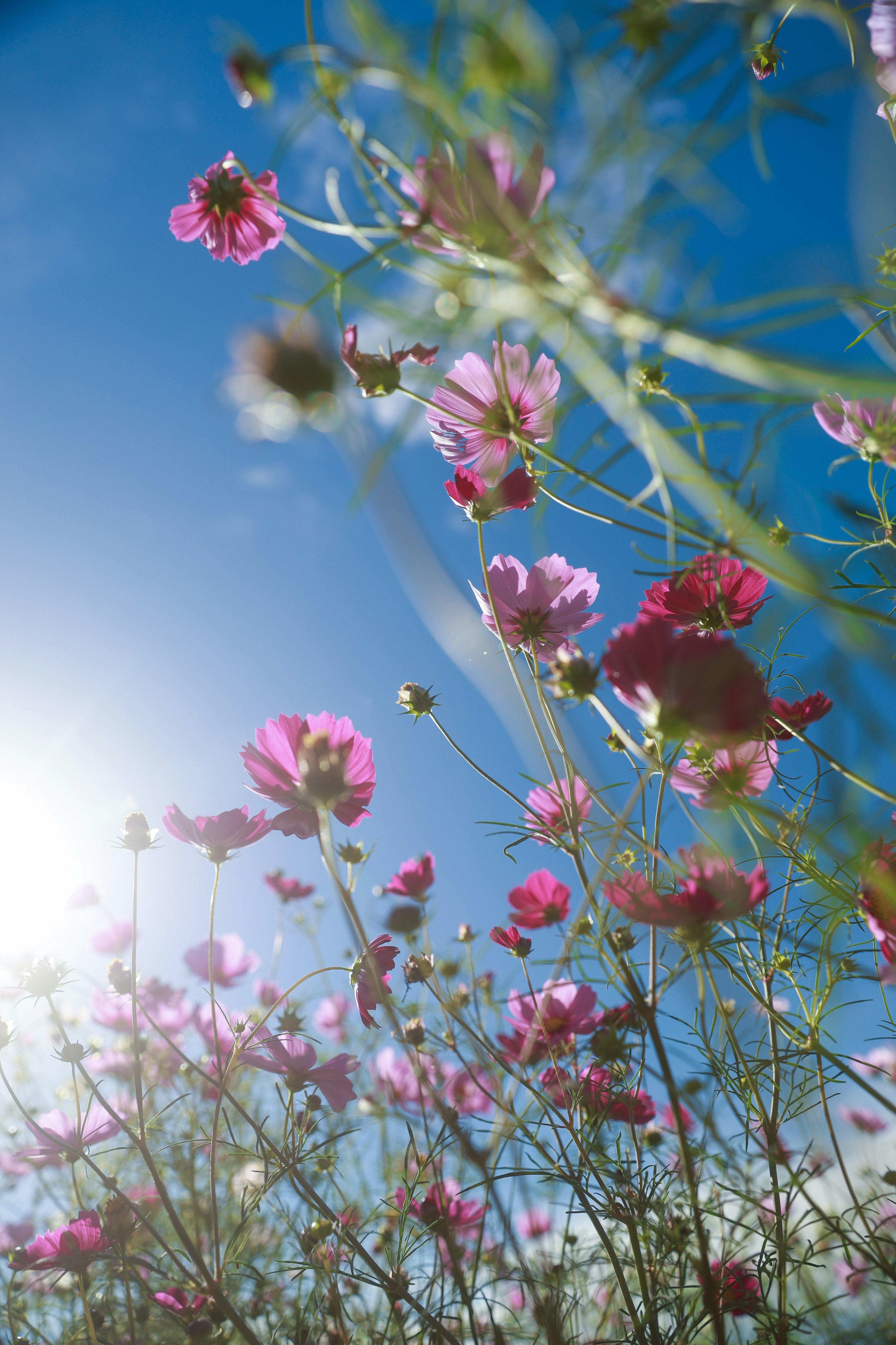 青空に咲くコスモスの花