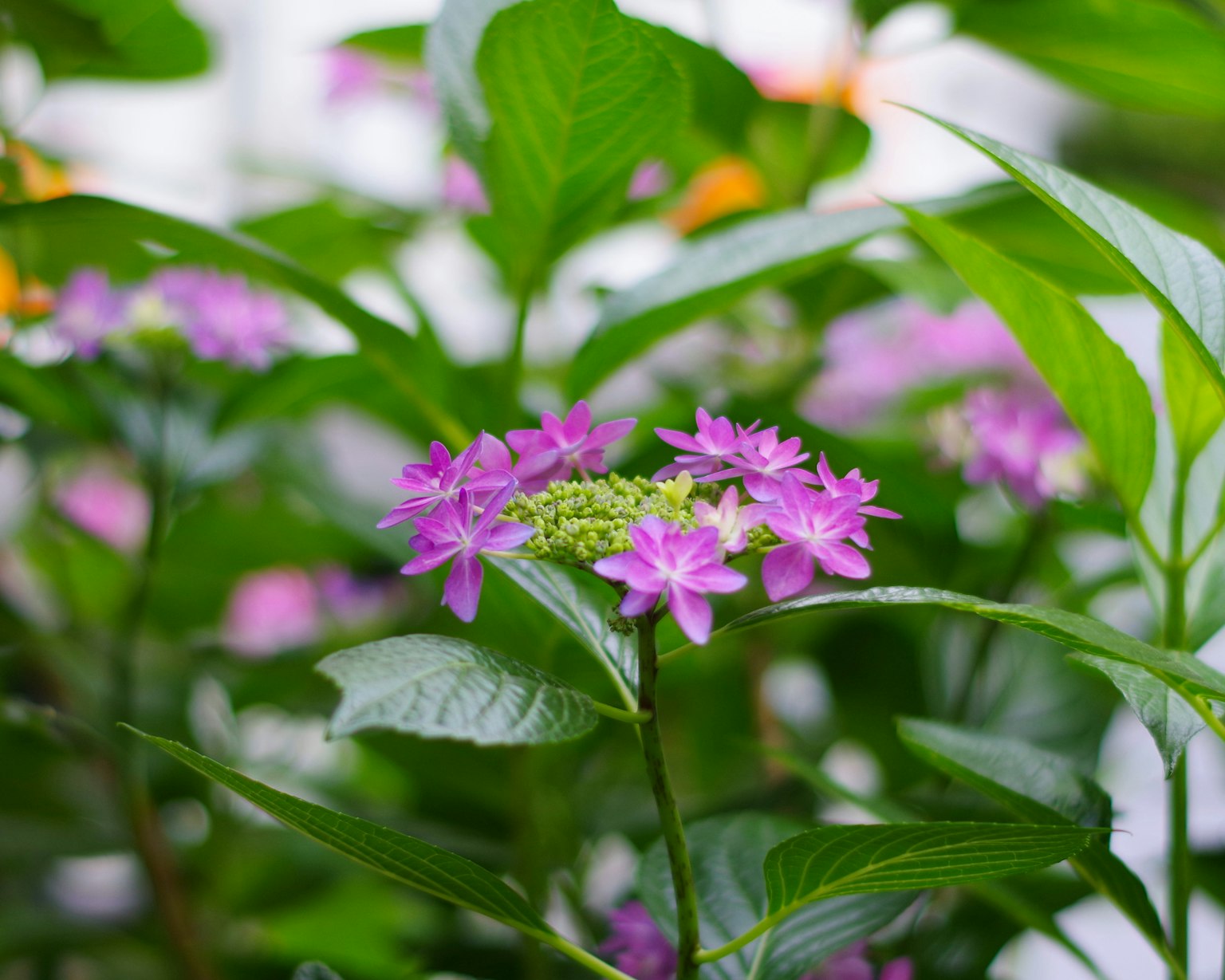 Bündel kleiner lila Blumen umgeben von grünen Blättern